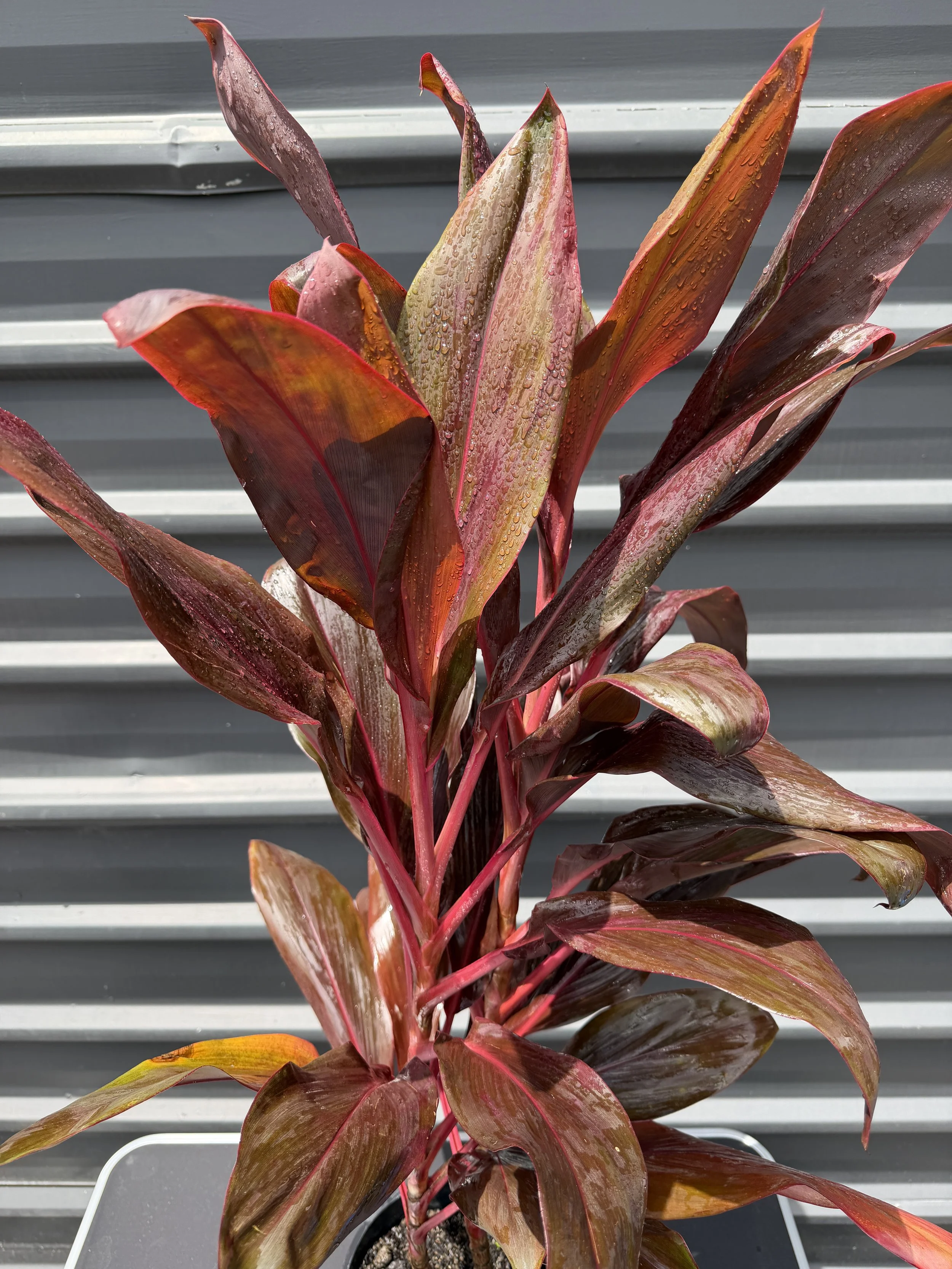Cordyline fire brand 200mm.JPG