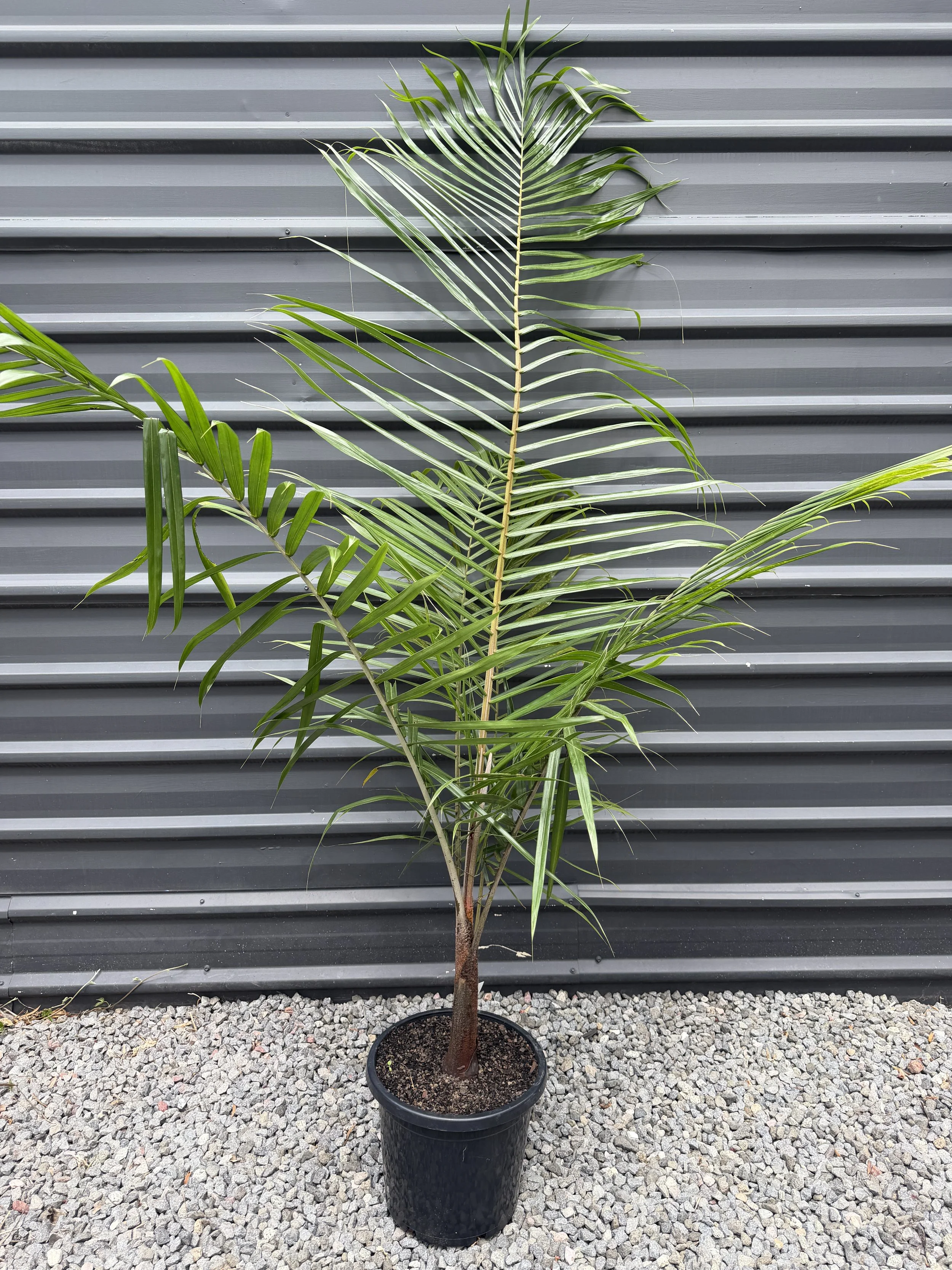 Dypsis leptocheilos Redneck Palm 300mm.JPG
