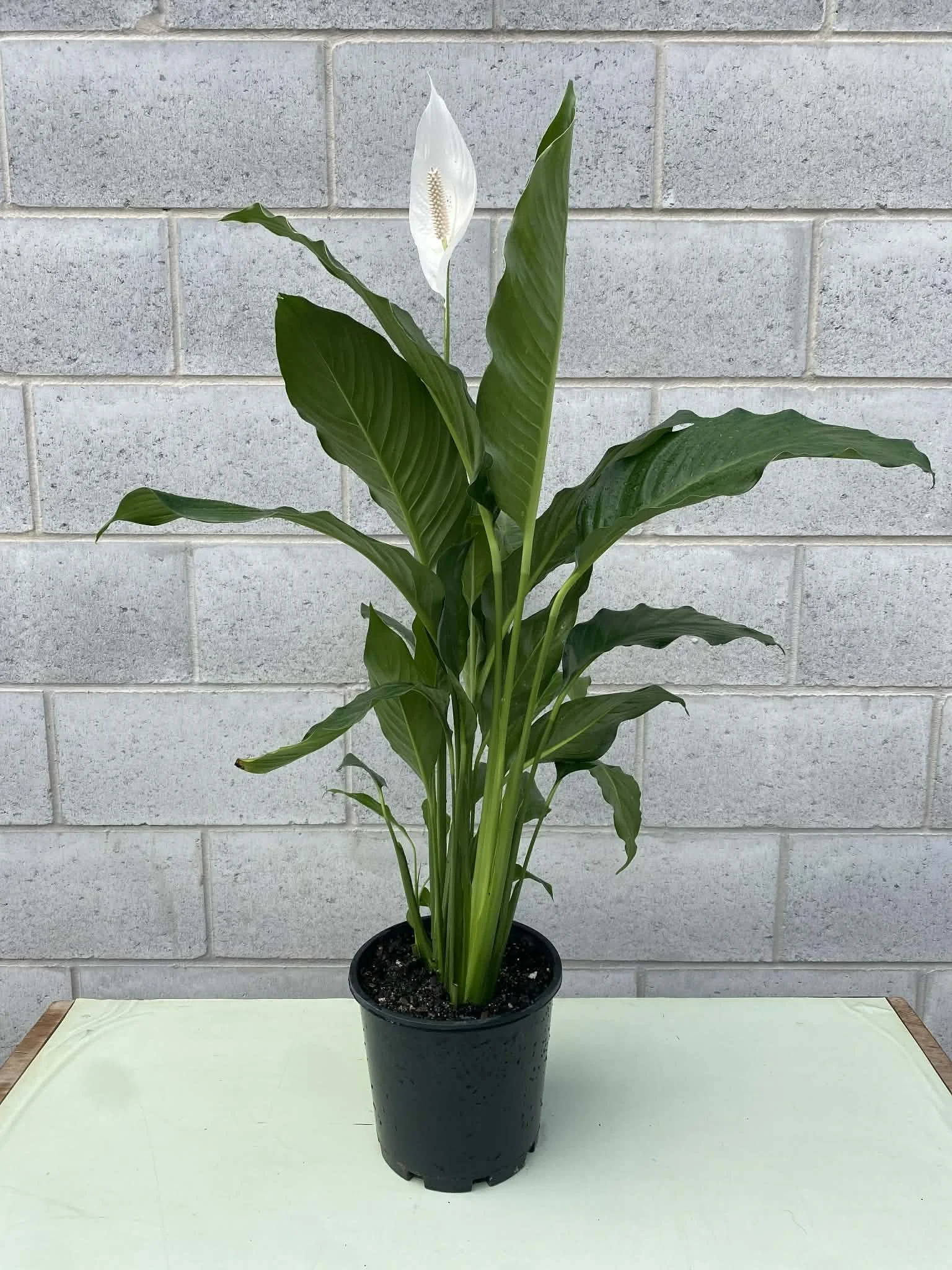 Spathiphyllum ‘sweet sebastiano’ (Peace Lilly) 200mm