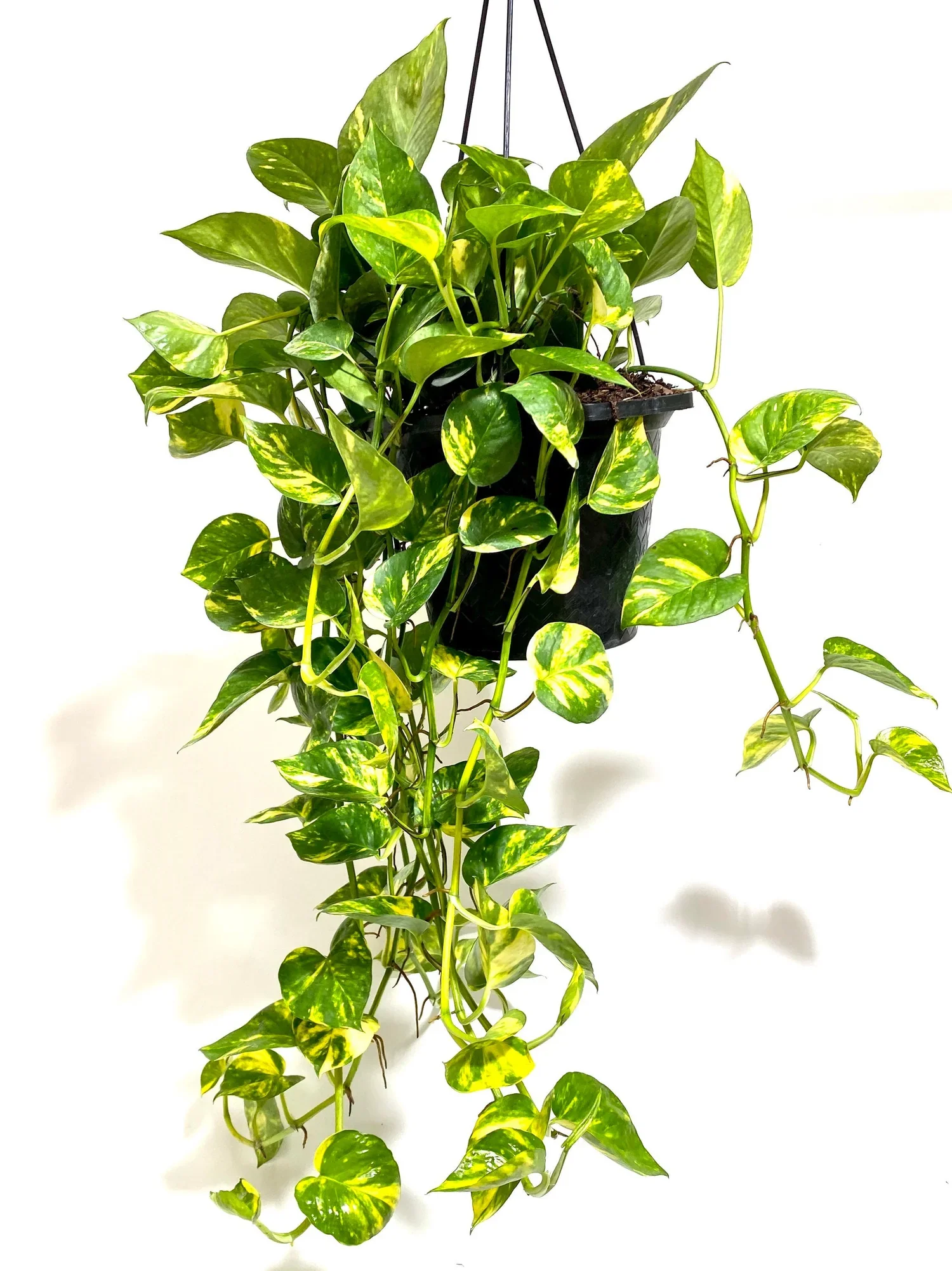 Epipremnum aureum 'Gold' (Golden Pothos) 200mm basket