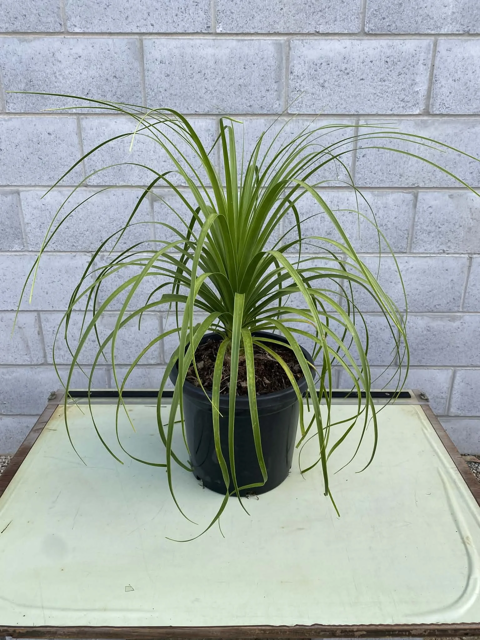 Beaucarnea recurvata (Ponytail Palm) 300mm