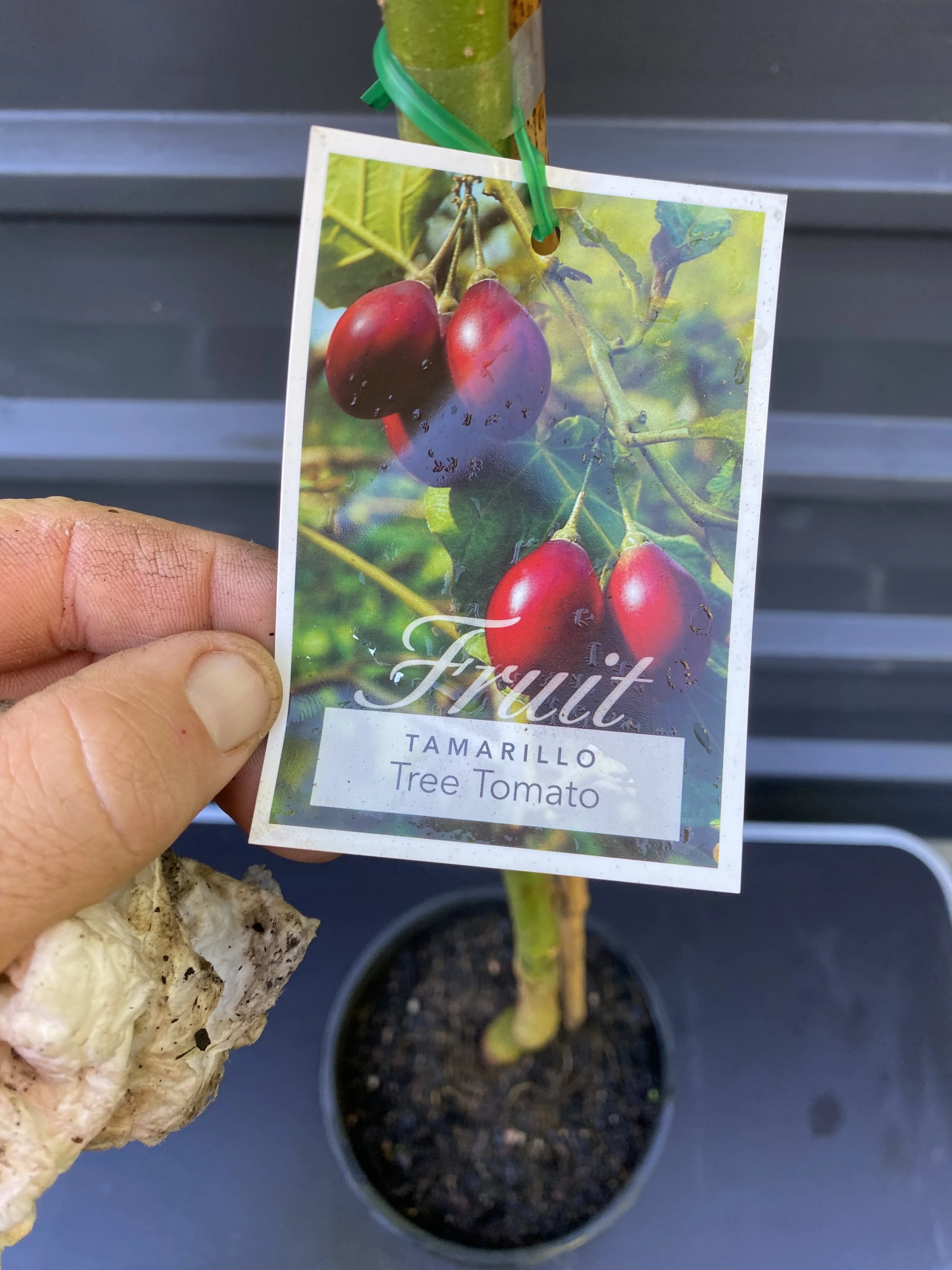 Tamarillo 200mm (1).jpg