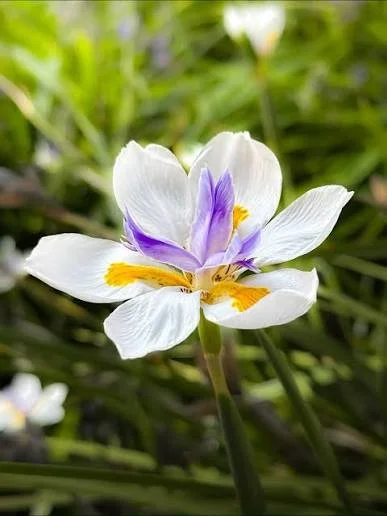 Dietes grandiflora 'Fortnight Lily' 200mm