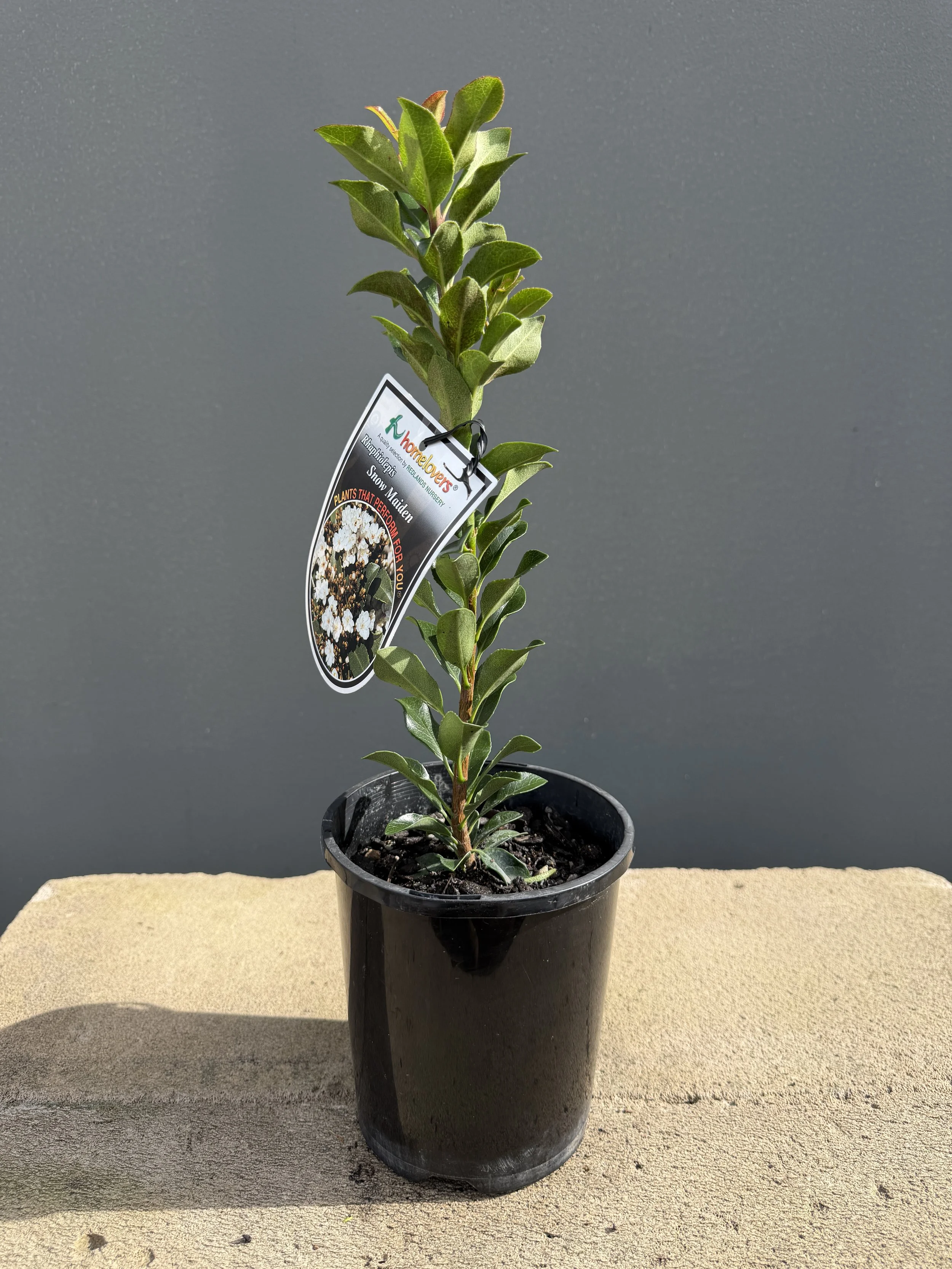 Rhaphiolepis ‘Snow Maiden’ (Indian Hawthorn) 140mm