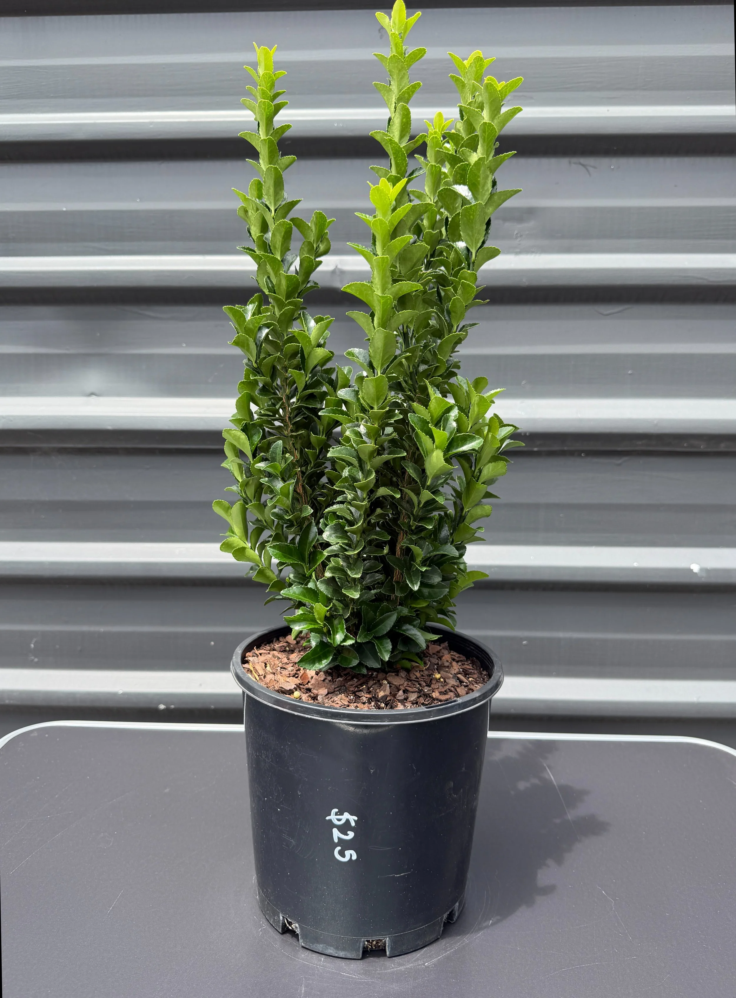 Euonymus japonicus ‘Green Rocket’