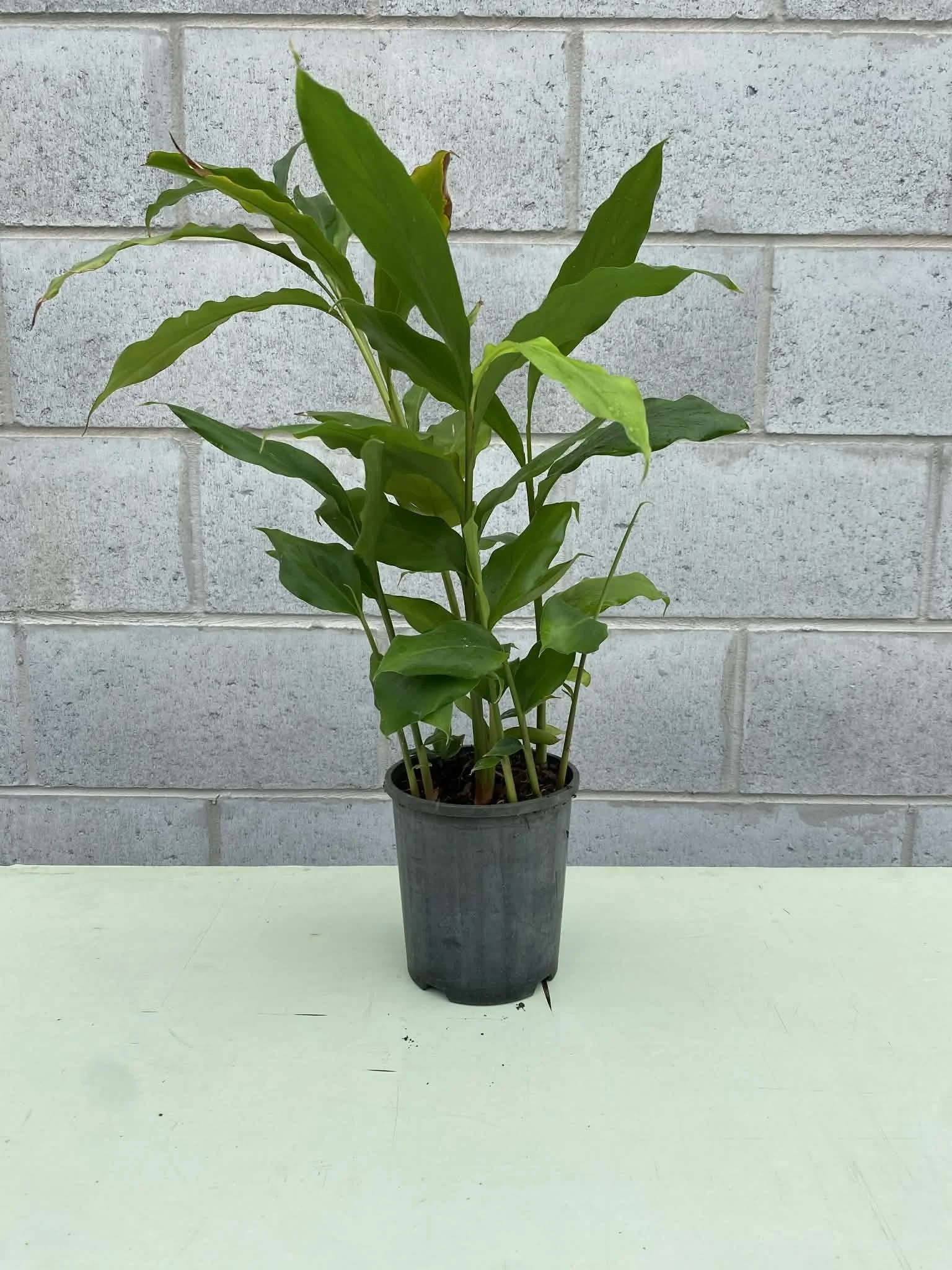 Alpinia nutans ‘False dwarf cardamon’ 140mm