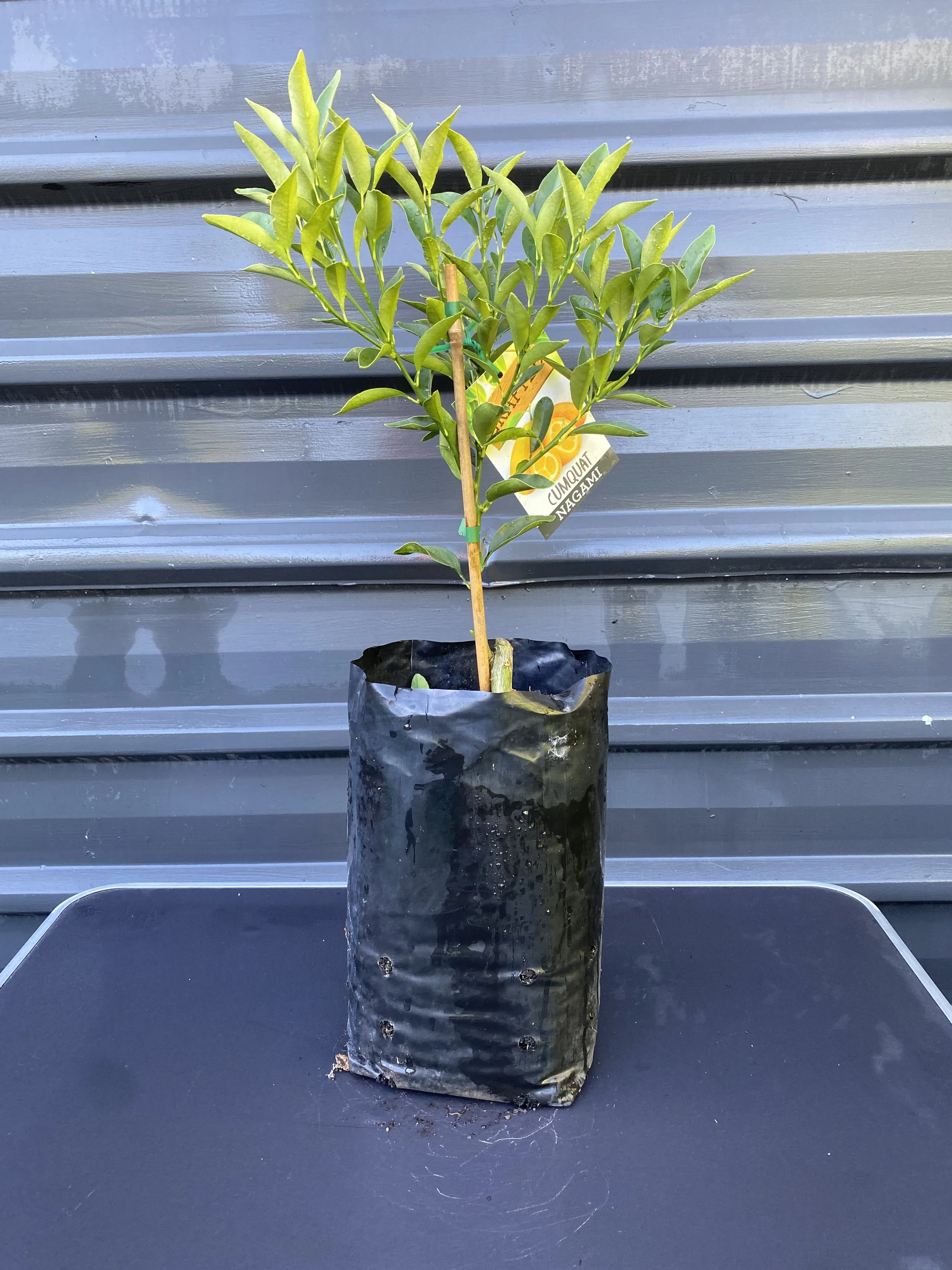 Cumquat – Nagami (Citrus japonica) 10L