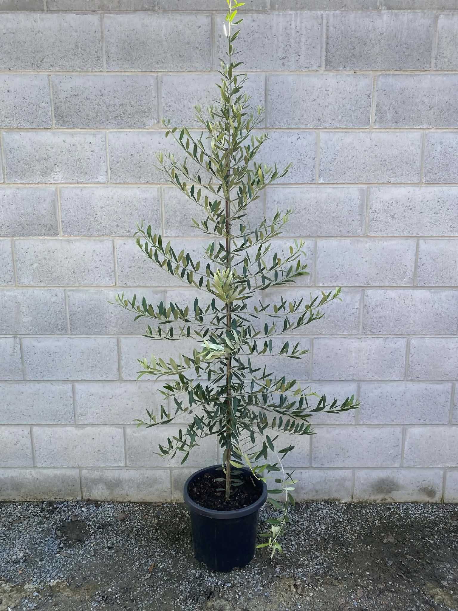 Olive tree 'frantoio'