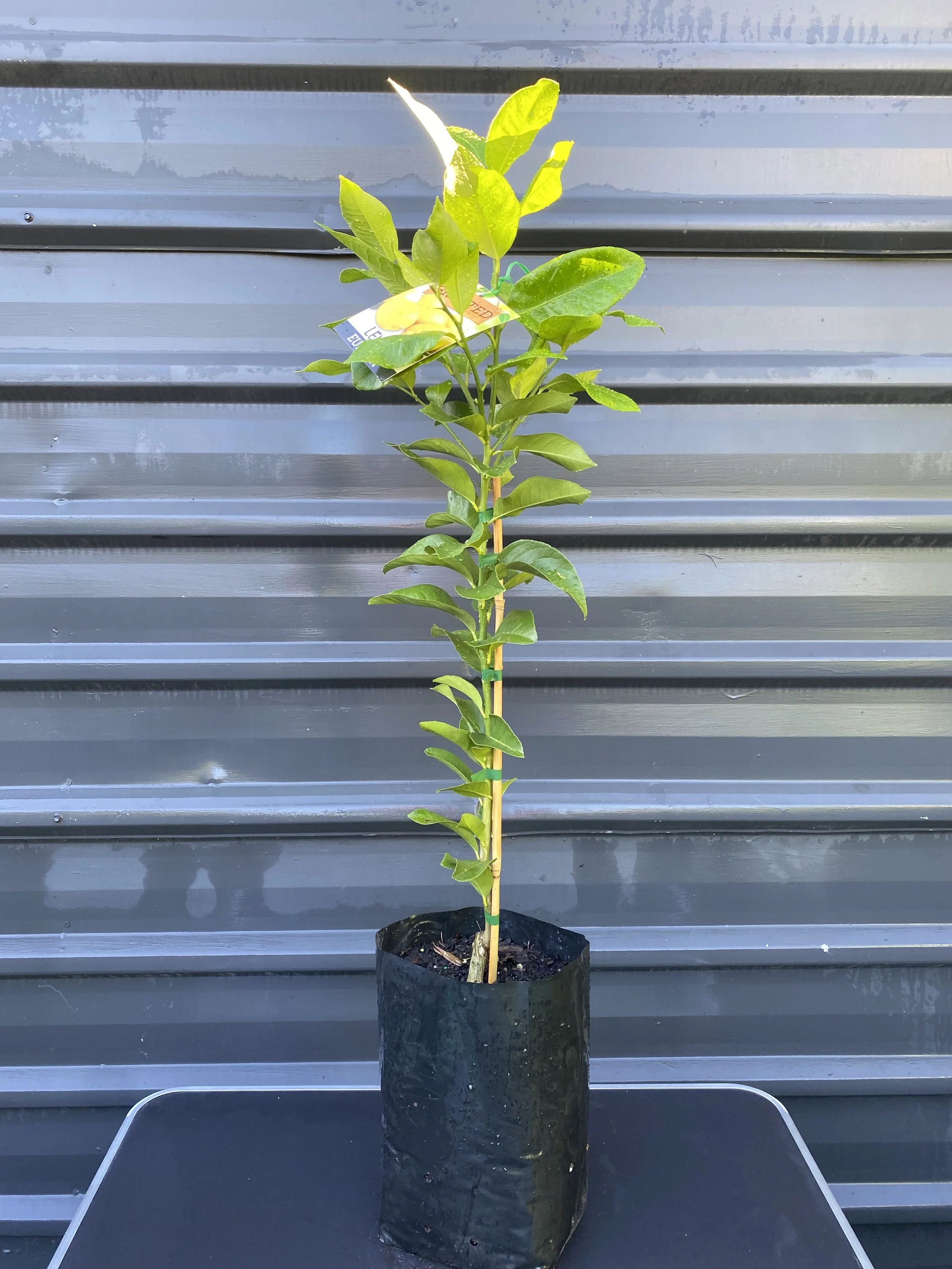 Lemon - Eureka 10L.jpg