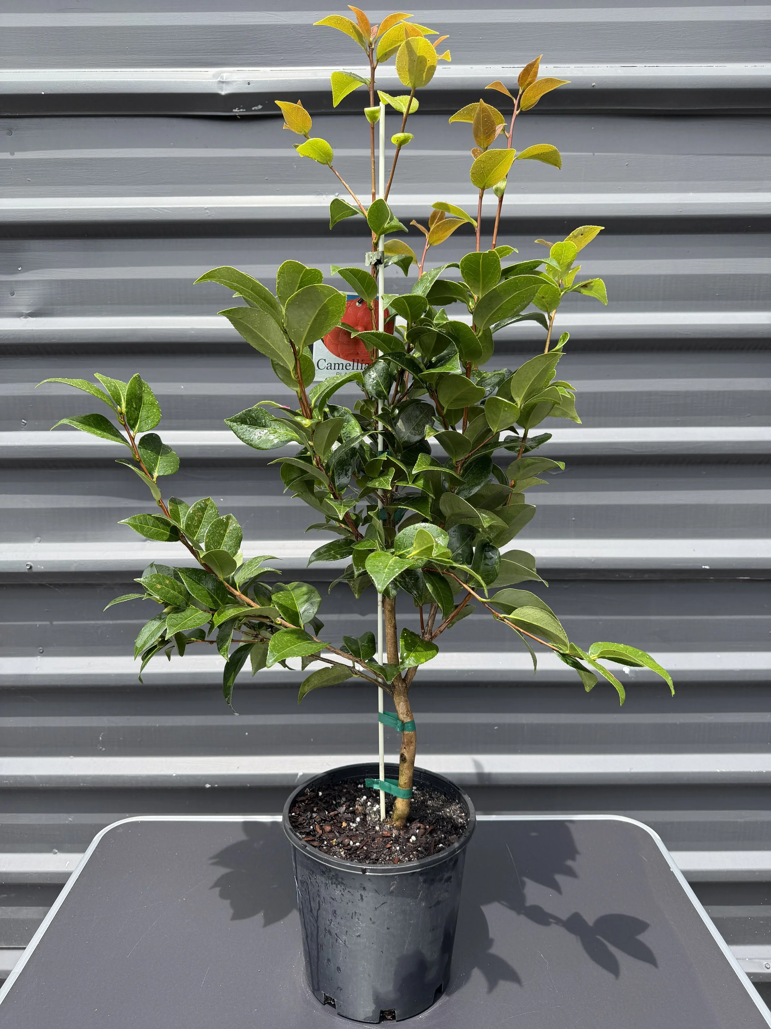Camellia japonica ‘Black Tie’ 200mm