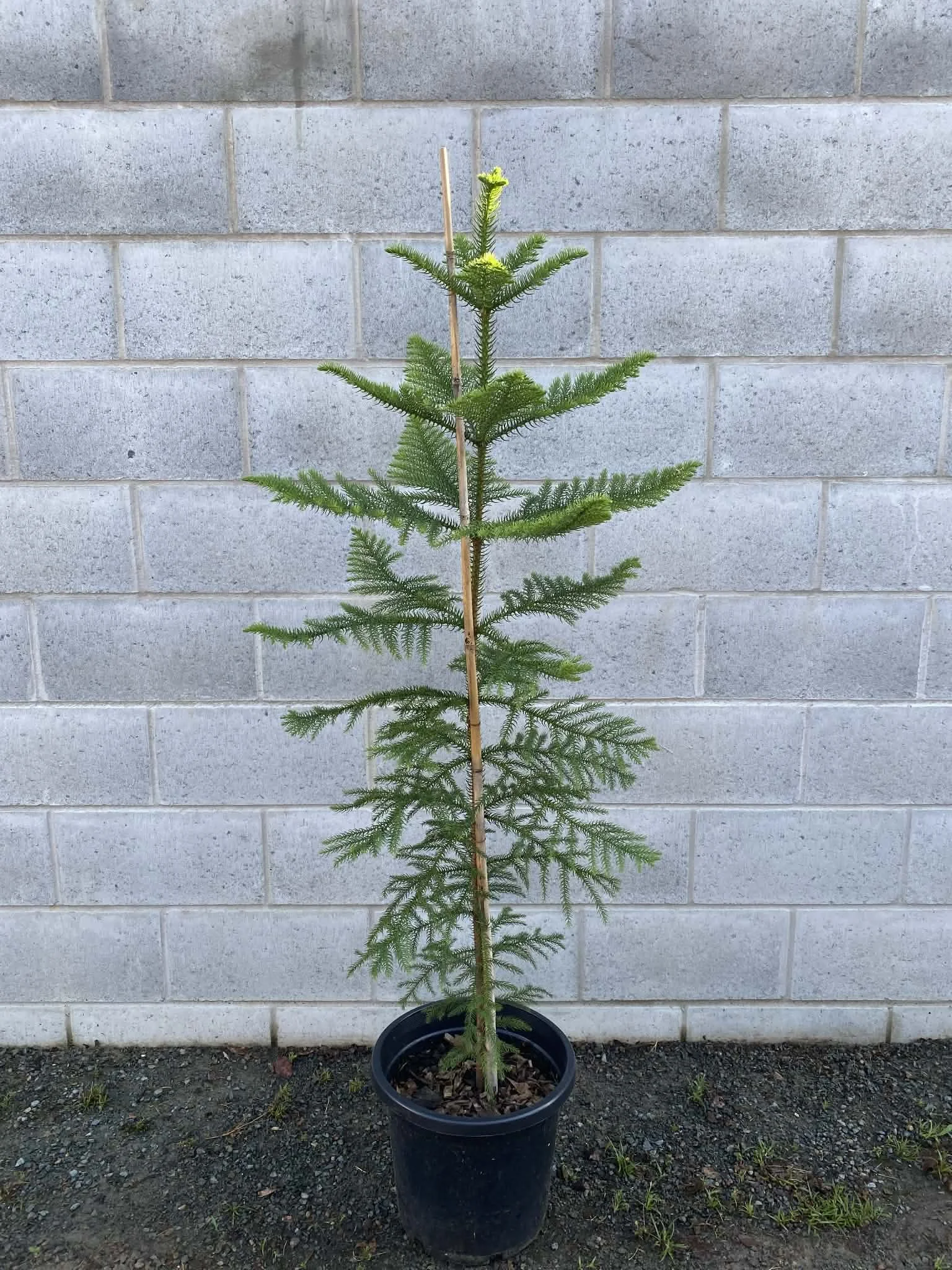 Araucaria heterophylla (Norfolk Island Pine) 300mm