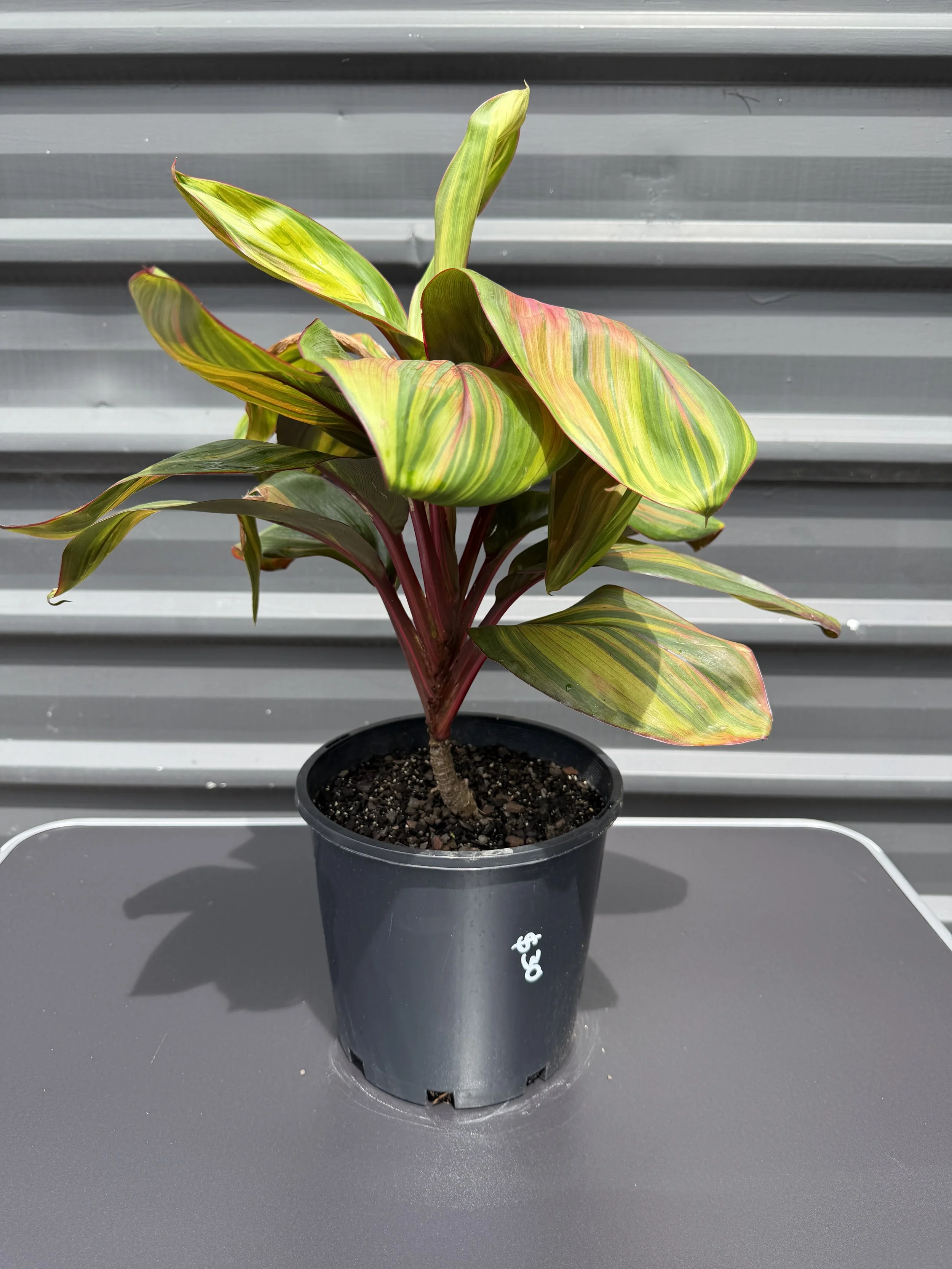 Cordyline 'Will's Gold' 200mm