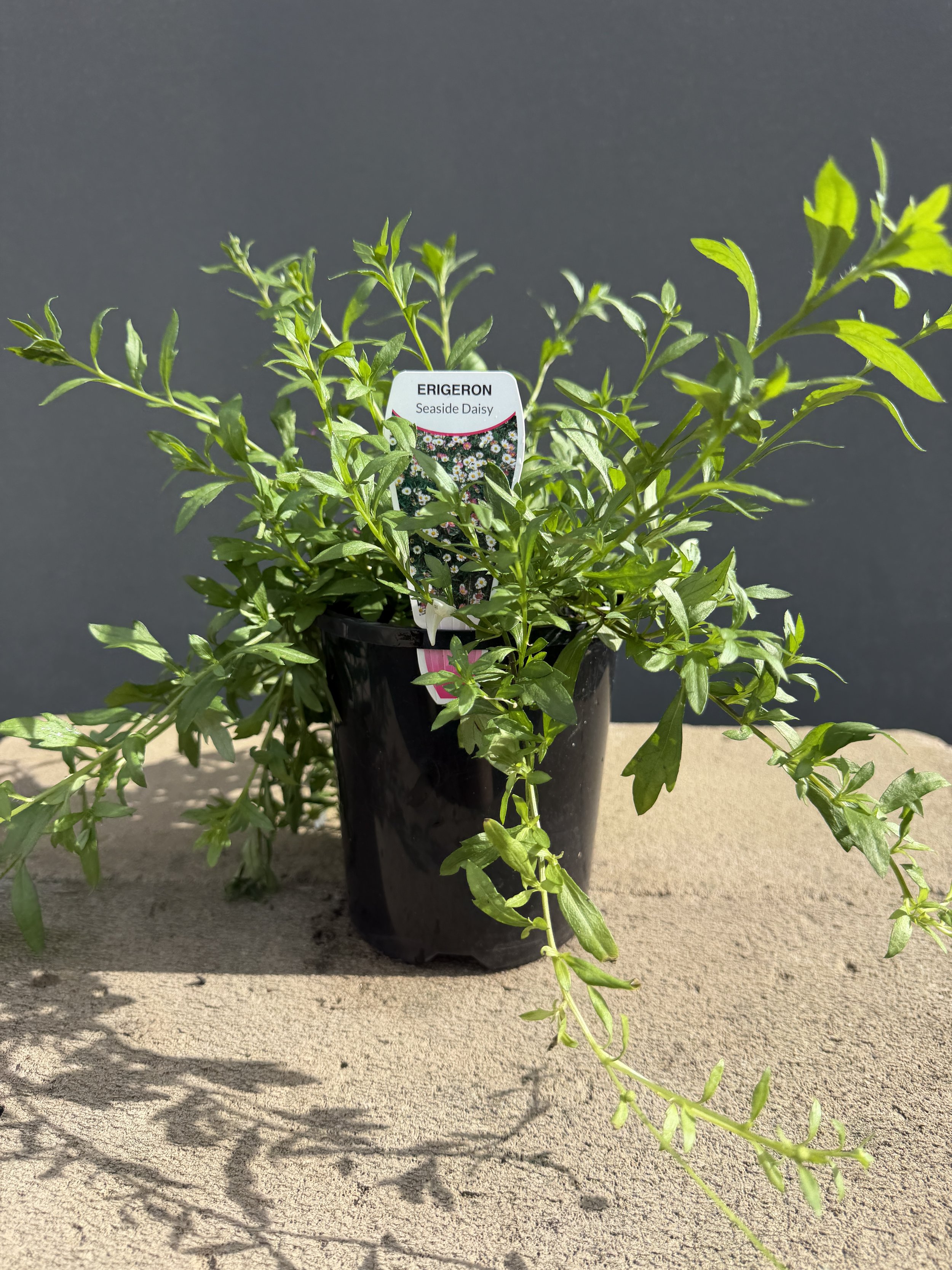 Erigeron 'Seaside Daisy' 140mm (1).JPG