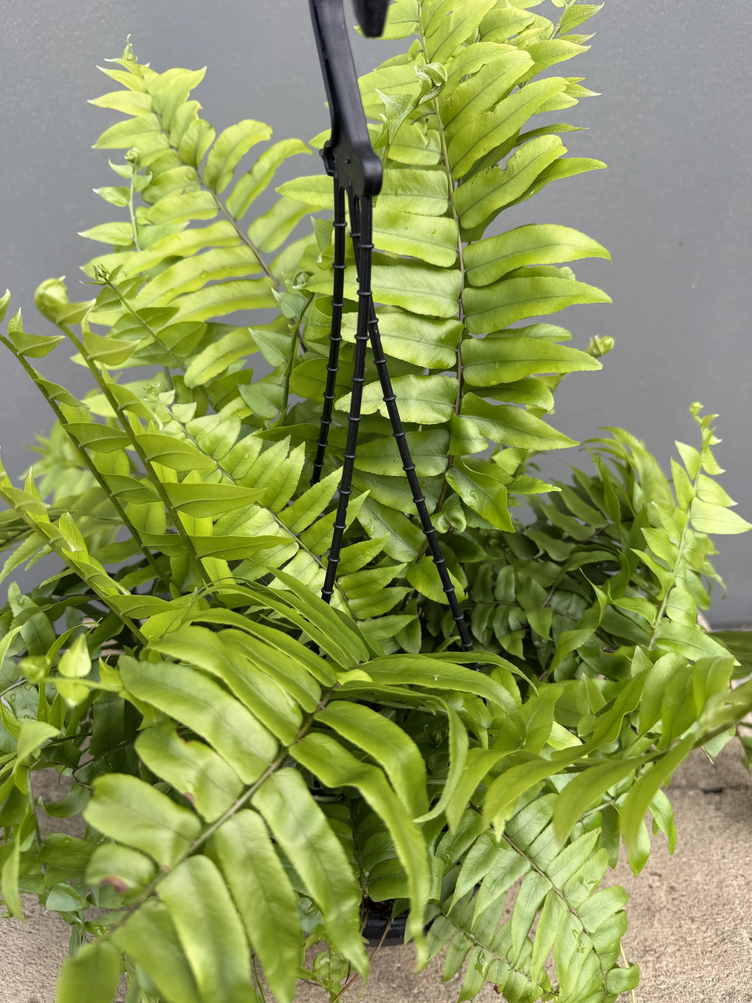 Macho Boston Fern 200mm basket.JPG