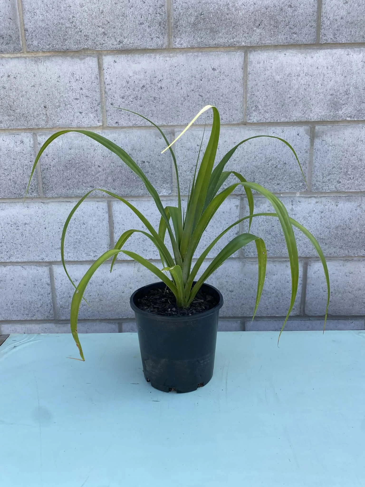 Pandanus pedunculatus (Screw Pine) 200mm