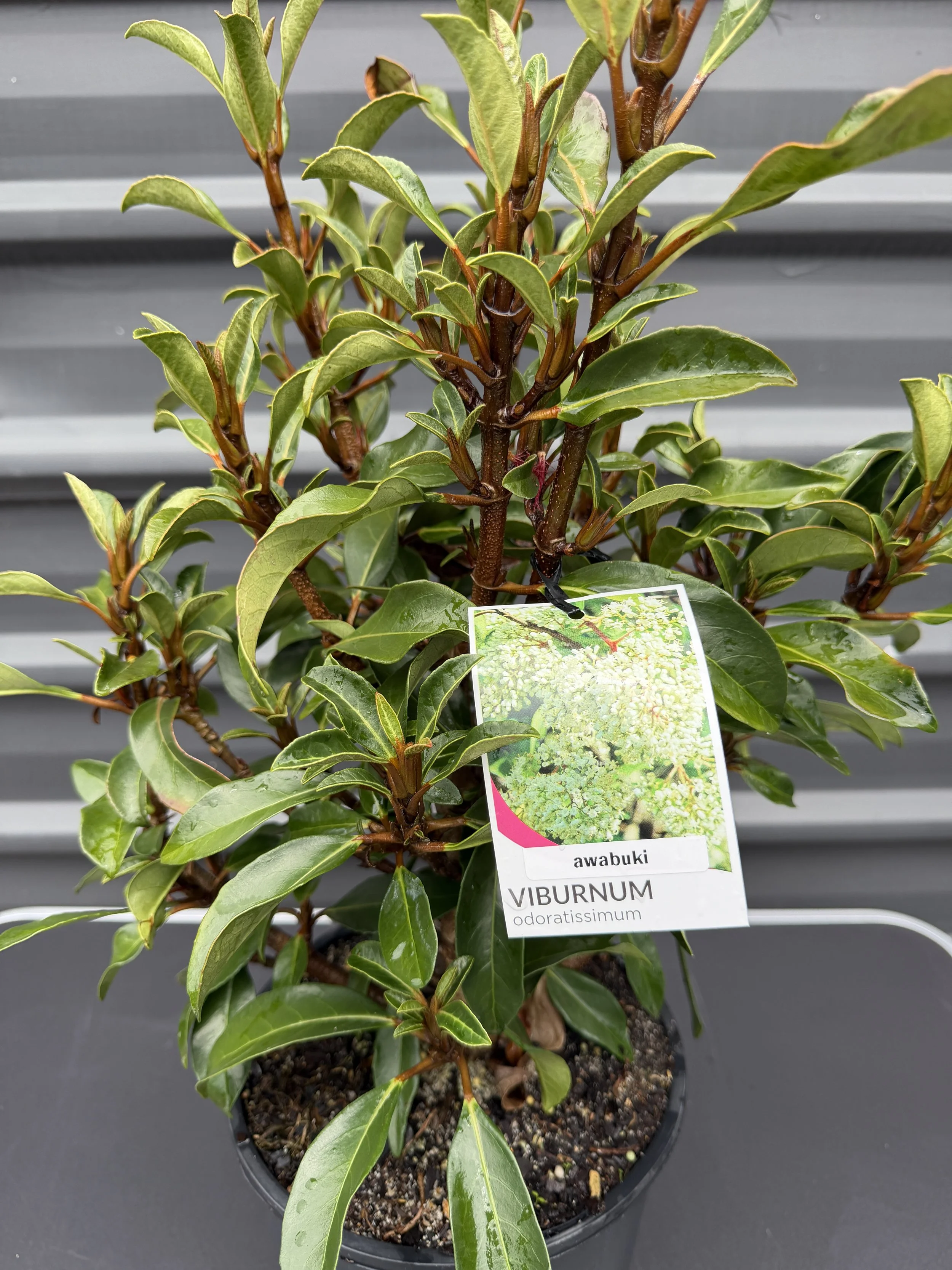 Viburnum Awabuki 200mm (1).JPG