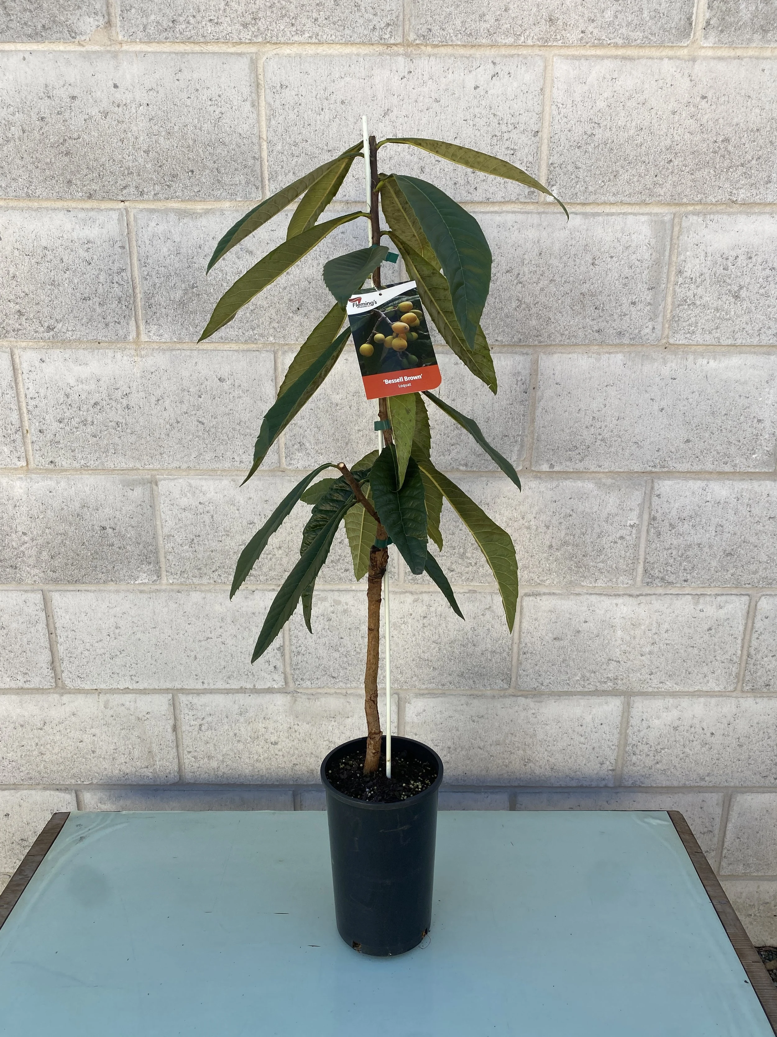 Loquat – Bessell Brown (Eriobotrya japonica) 165mm