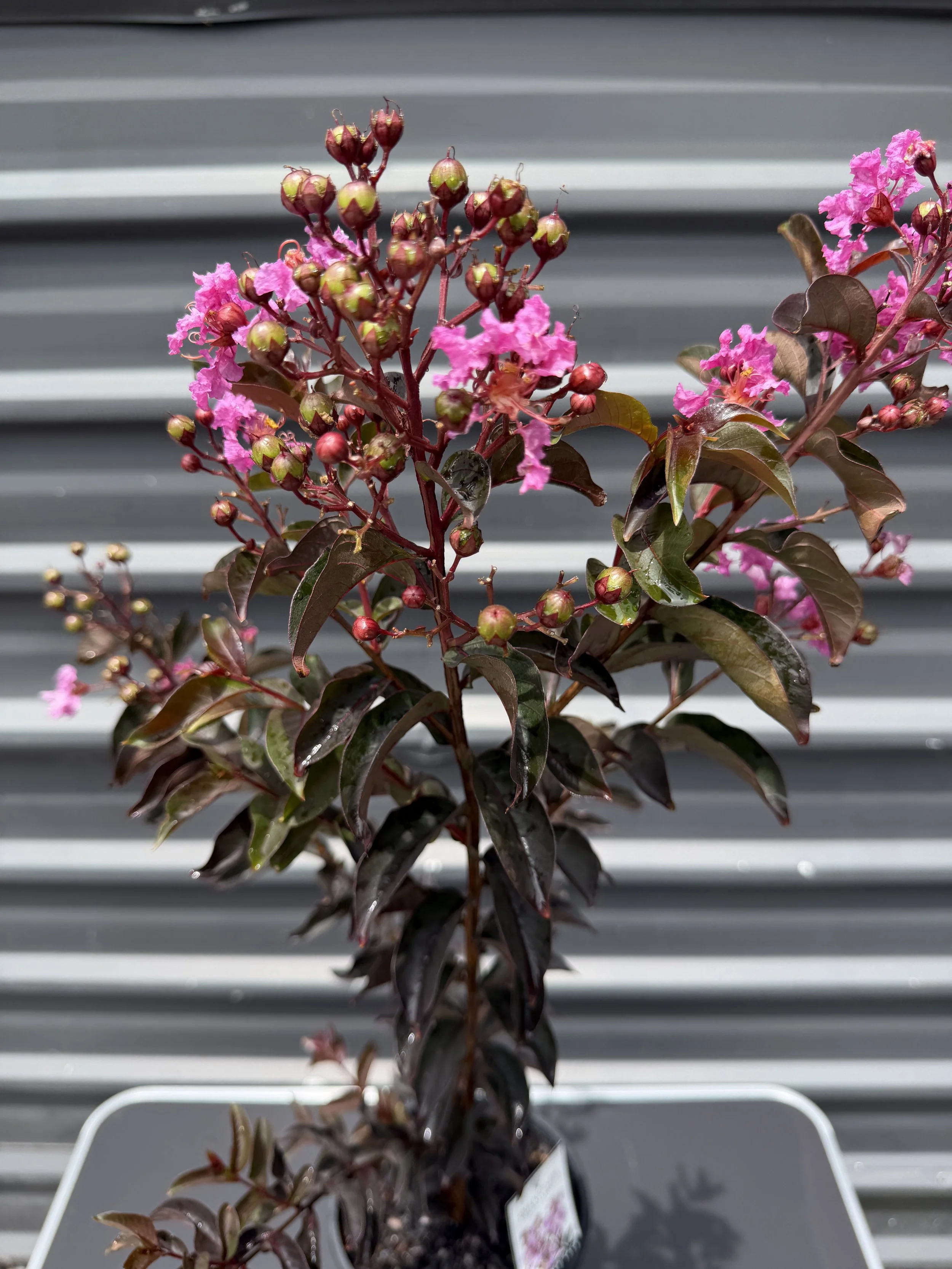 Crepe Myrtle 'Lavender Lace 200mm (4).JPG