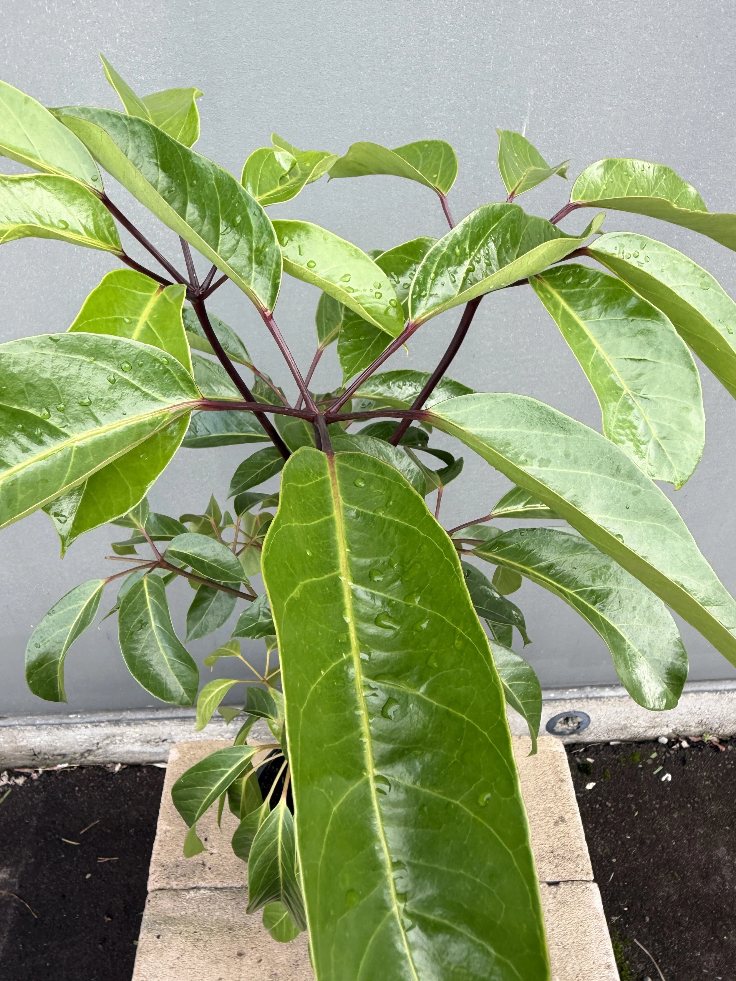 Schefflera 'Amate 200mm (1).JPG