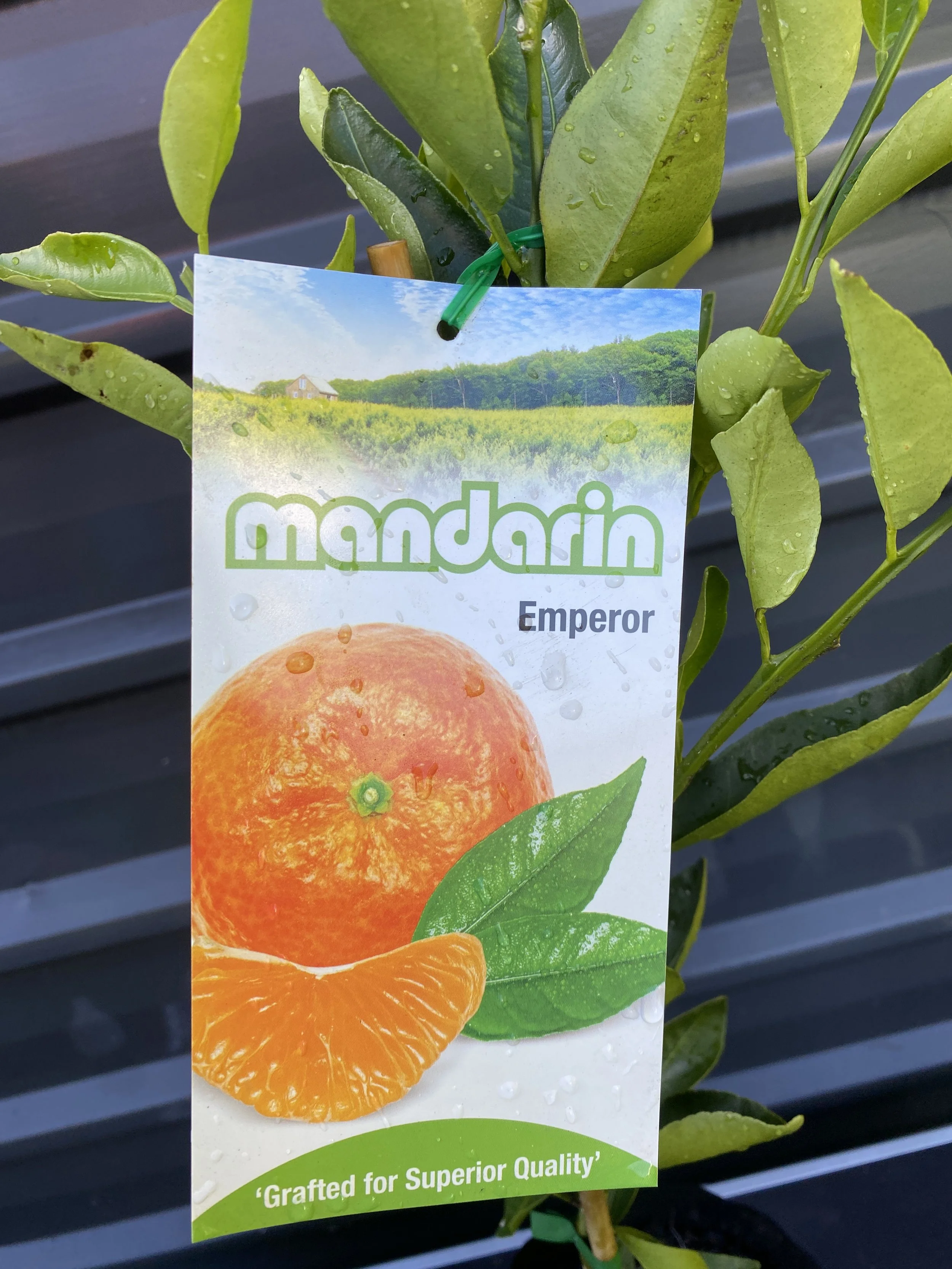 Mandarin - Emperor 10L (1).jpg
