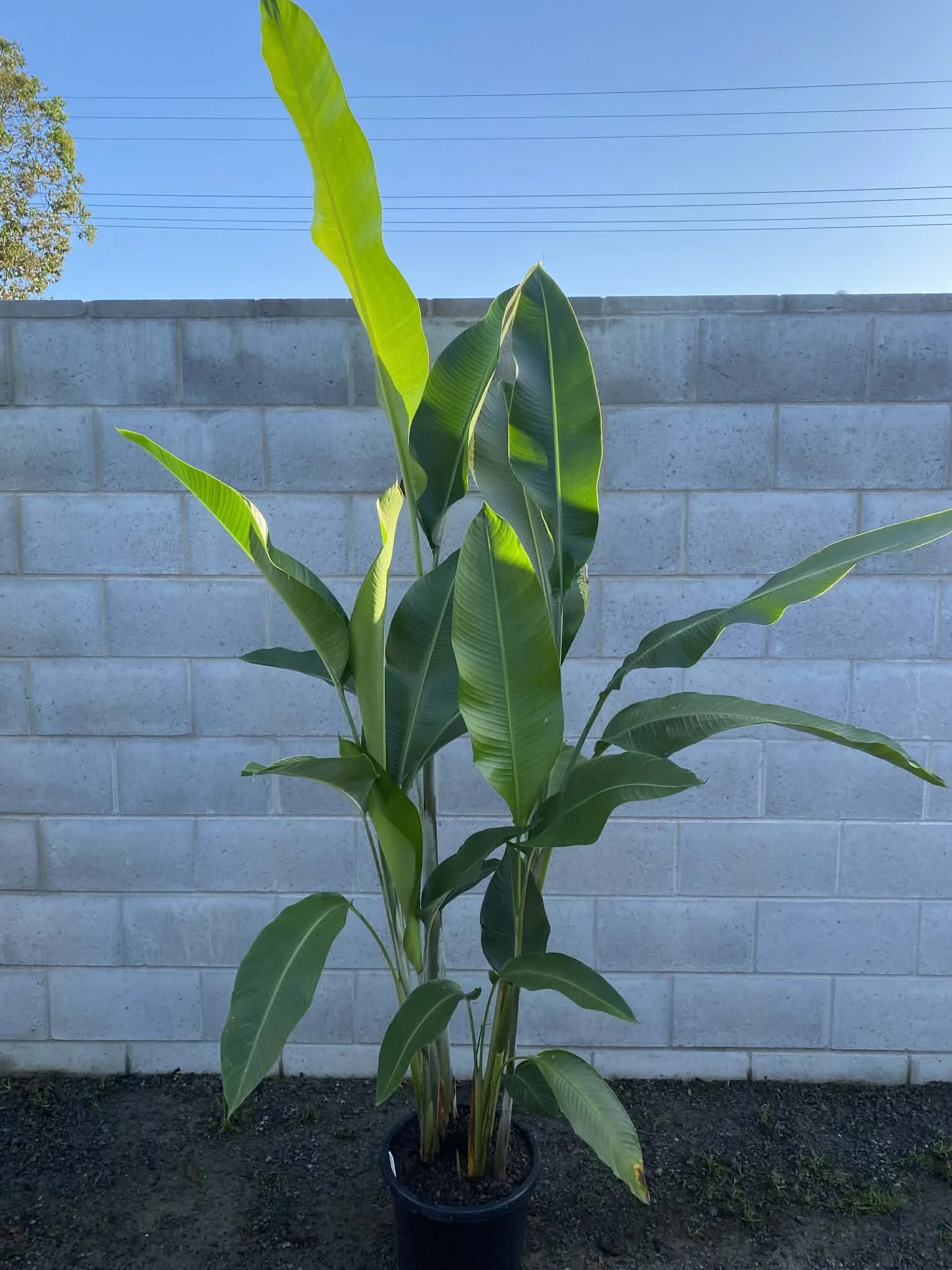 Heliconia ‘Kawauchi’ (Lobster Claw)