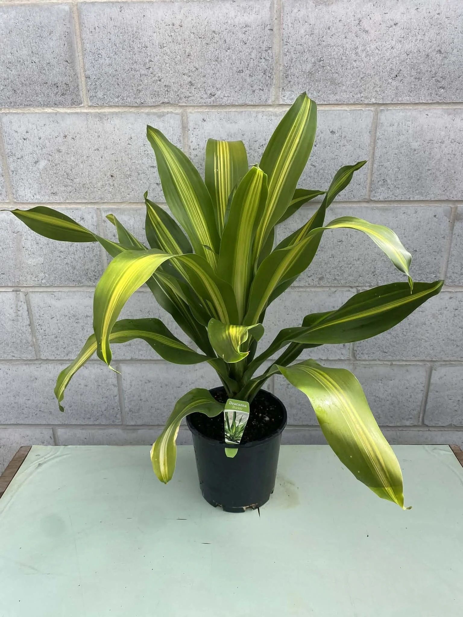 Dracaena ‘Burley’ 200mm