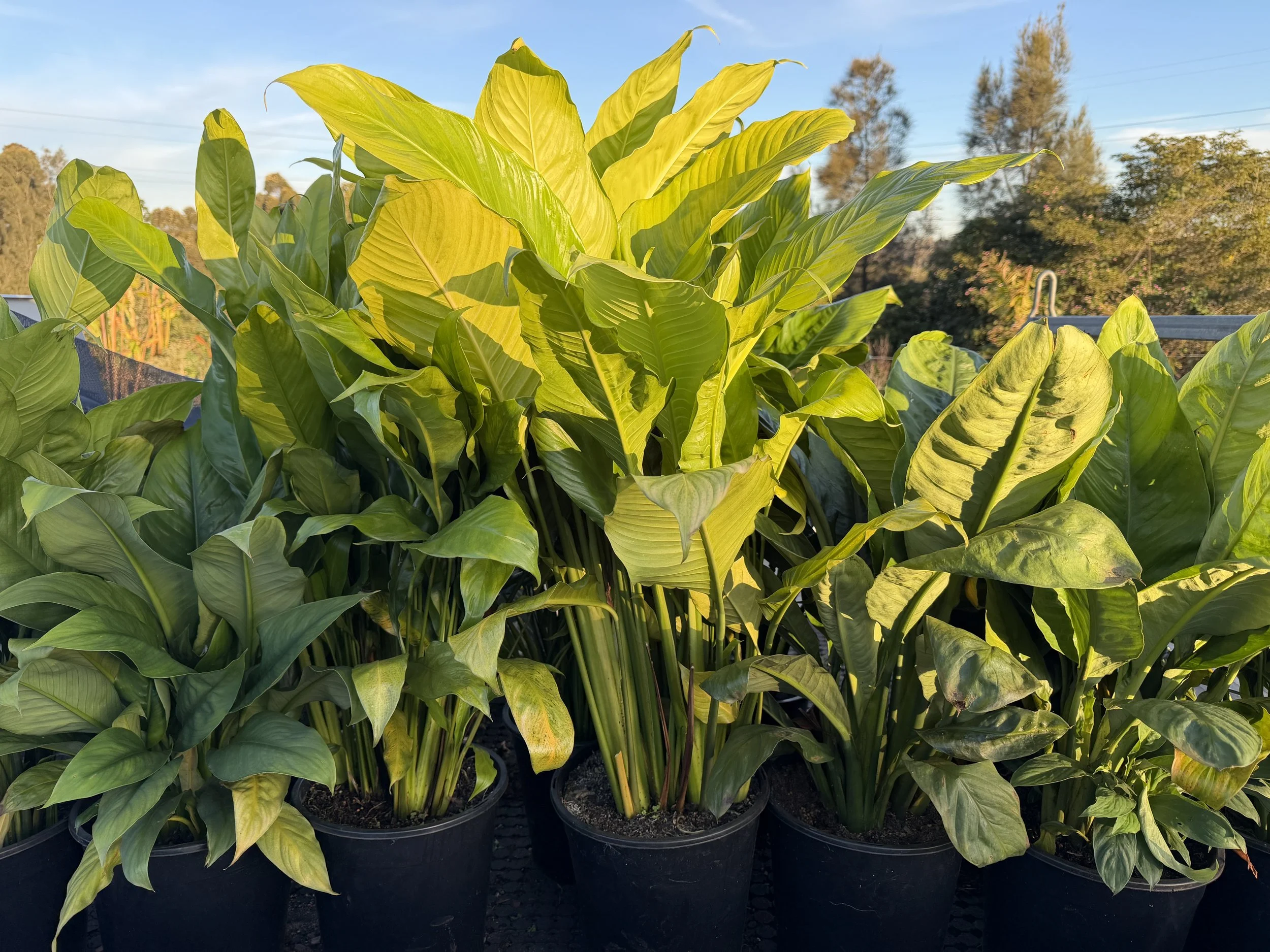 Assorted Peace Lily (Spathiphyllum spp.) 250mm