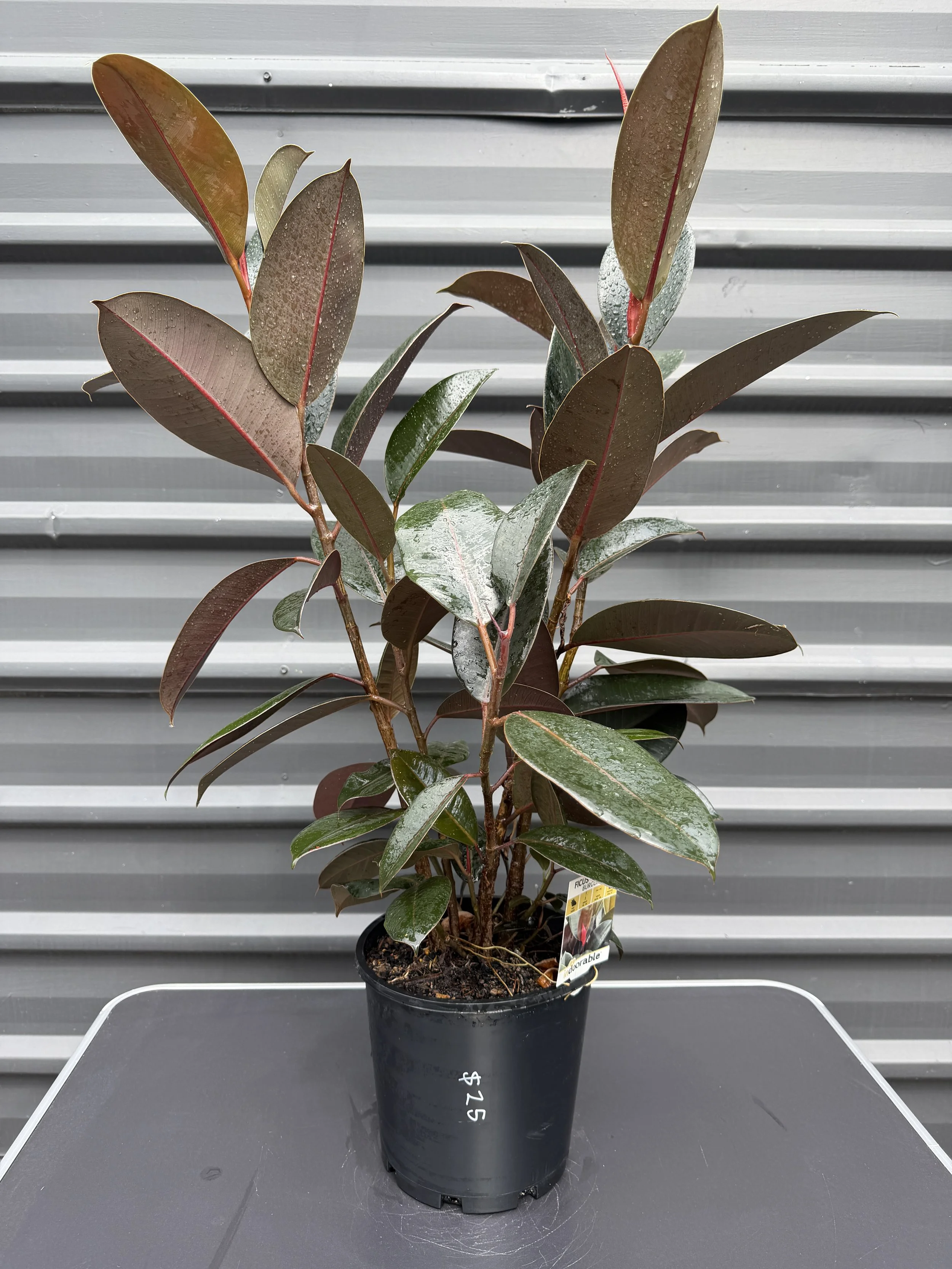Ficus elastica 'Burgundy' (Burgundy Rubber Tree) 200mm — The Plant Depot