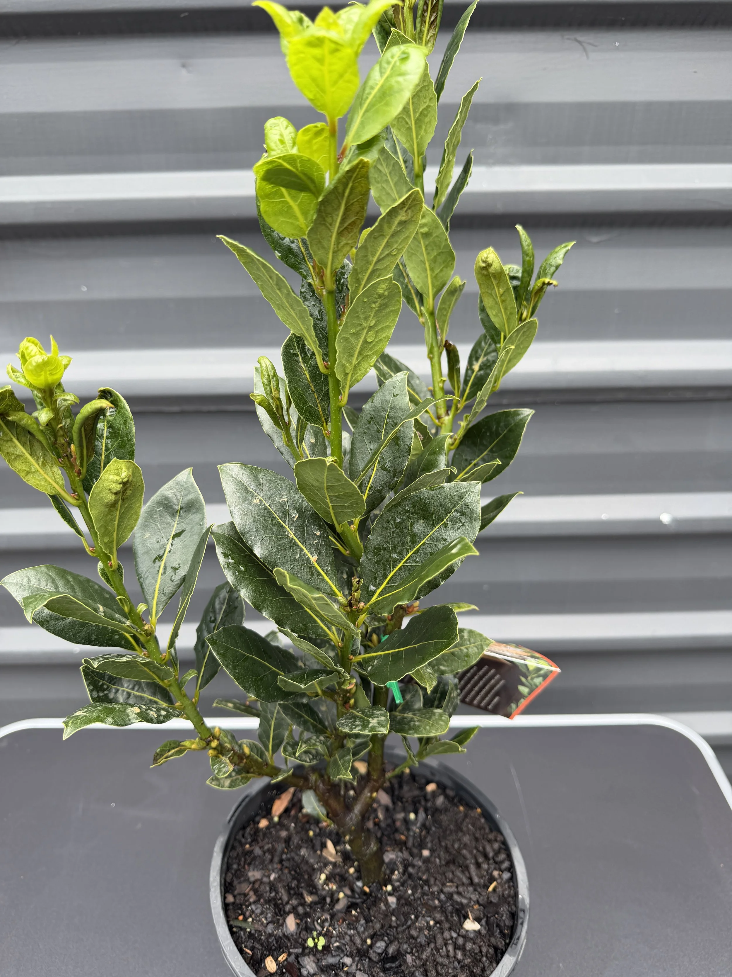 Baby Bay 200mm (1).JPG