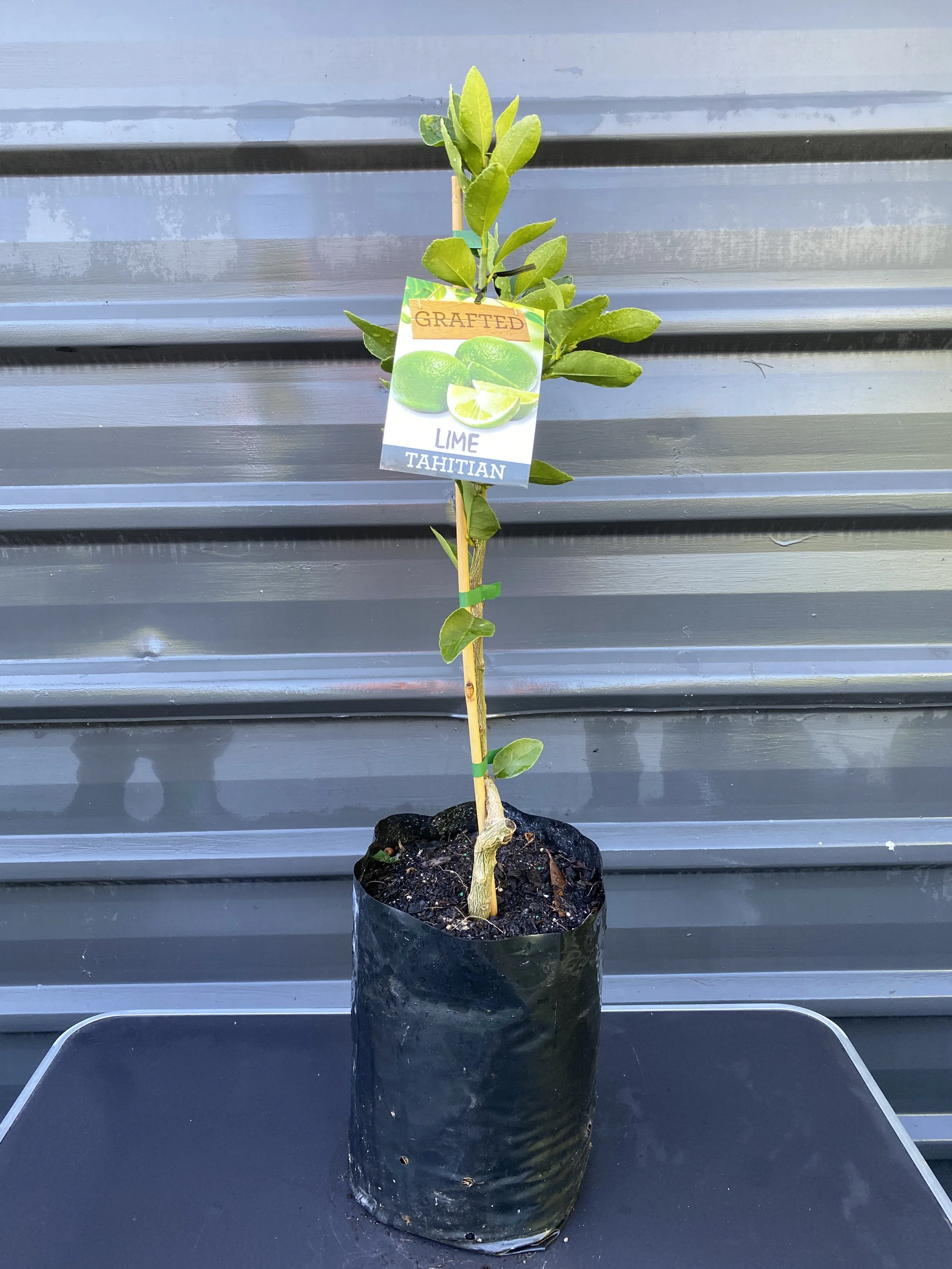 Lime - Tahitian 10L (1).jpg