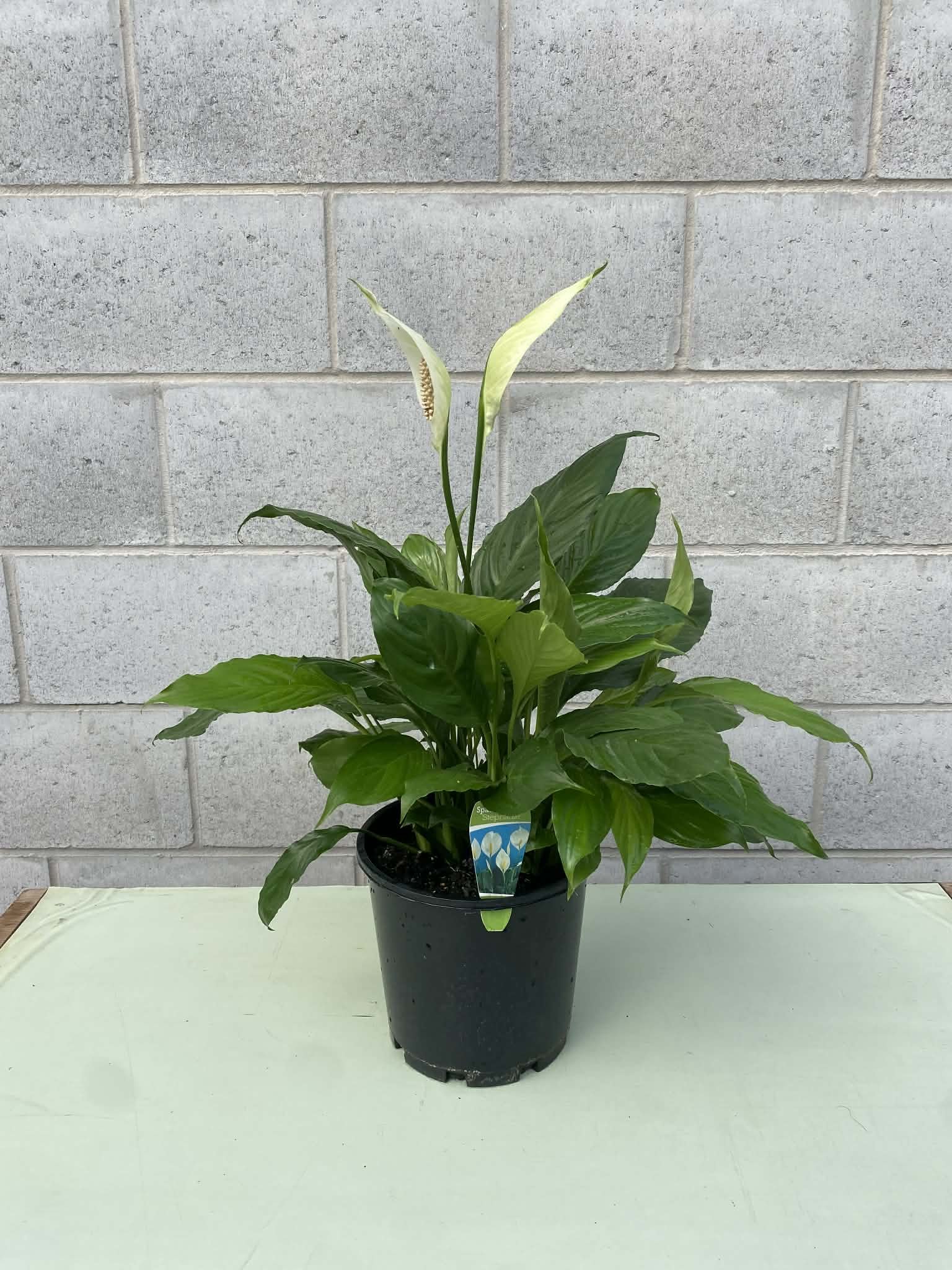 Spathiphyllum ‘Stephanie’ (Peace Lily) 200mm