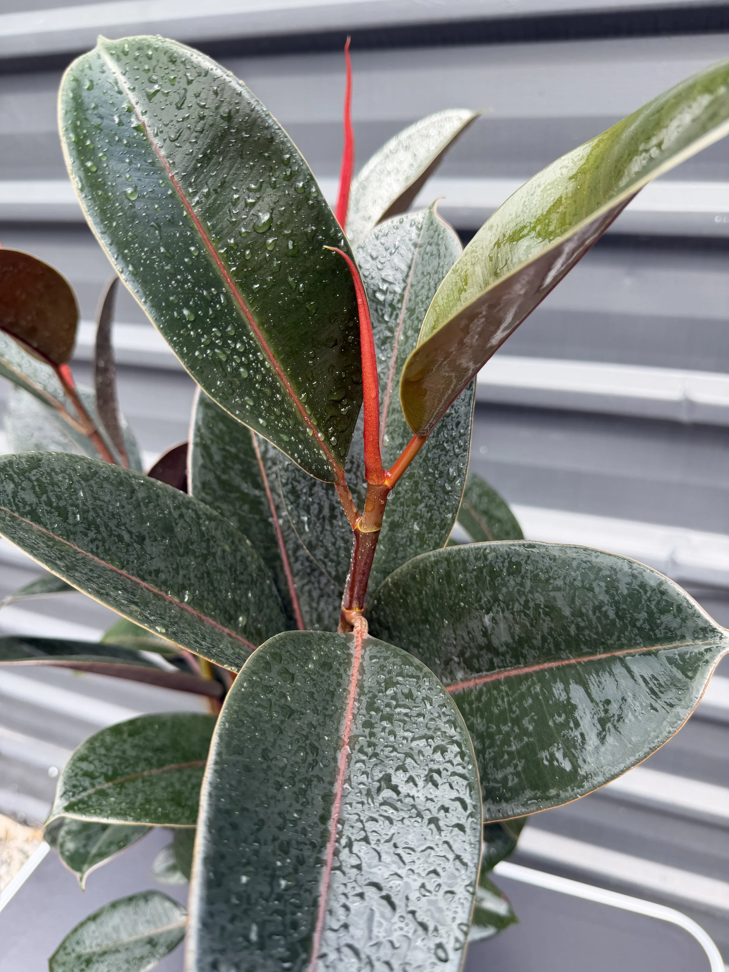 Ficus Elastica 'Burgundy' (1).JPG