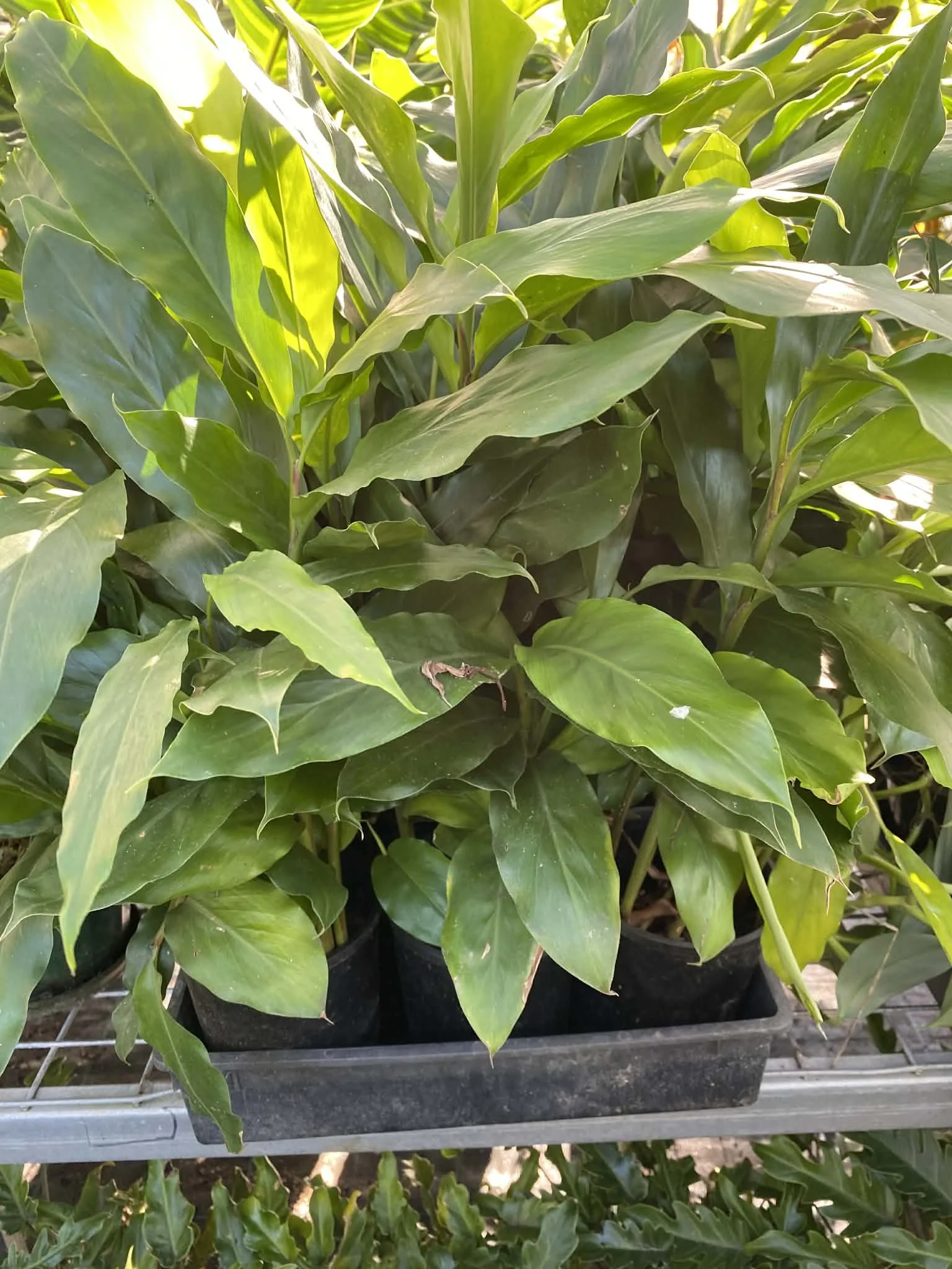 Dwarf Cardamom Ginger 140mm