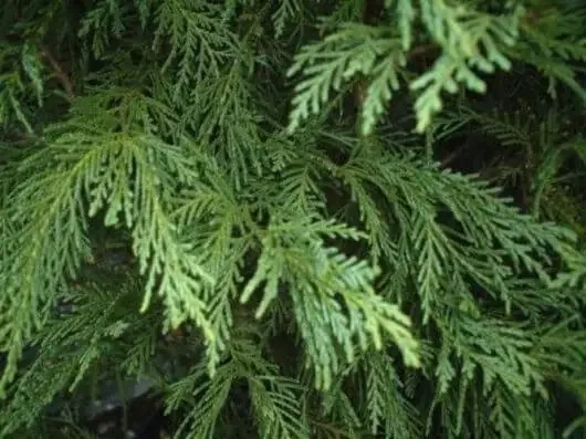 Cupressocyparis leylandii Madeline (Better Green) 200mm