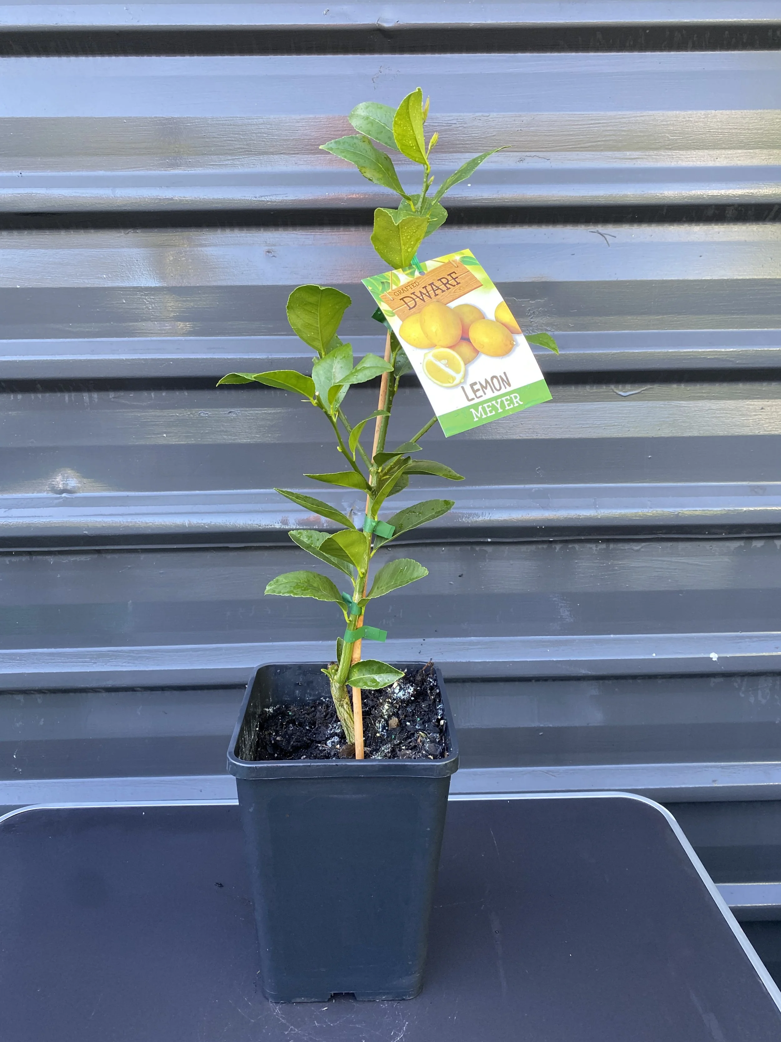 Lemon - Dwarf Meyer (Citrus × meyeri) 10L