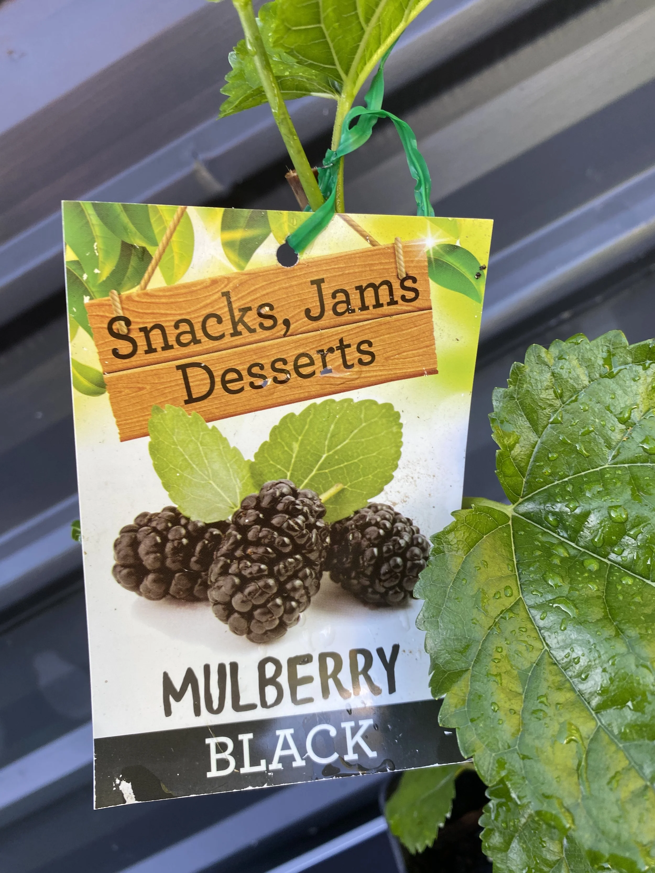 Black Mulberry 4L (1).jpg