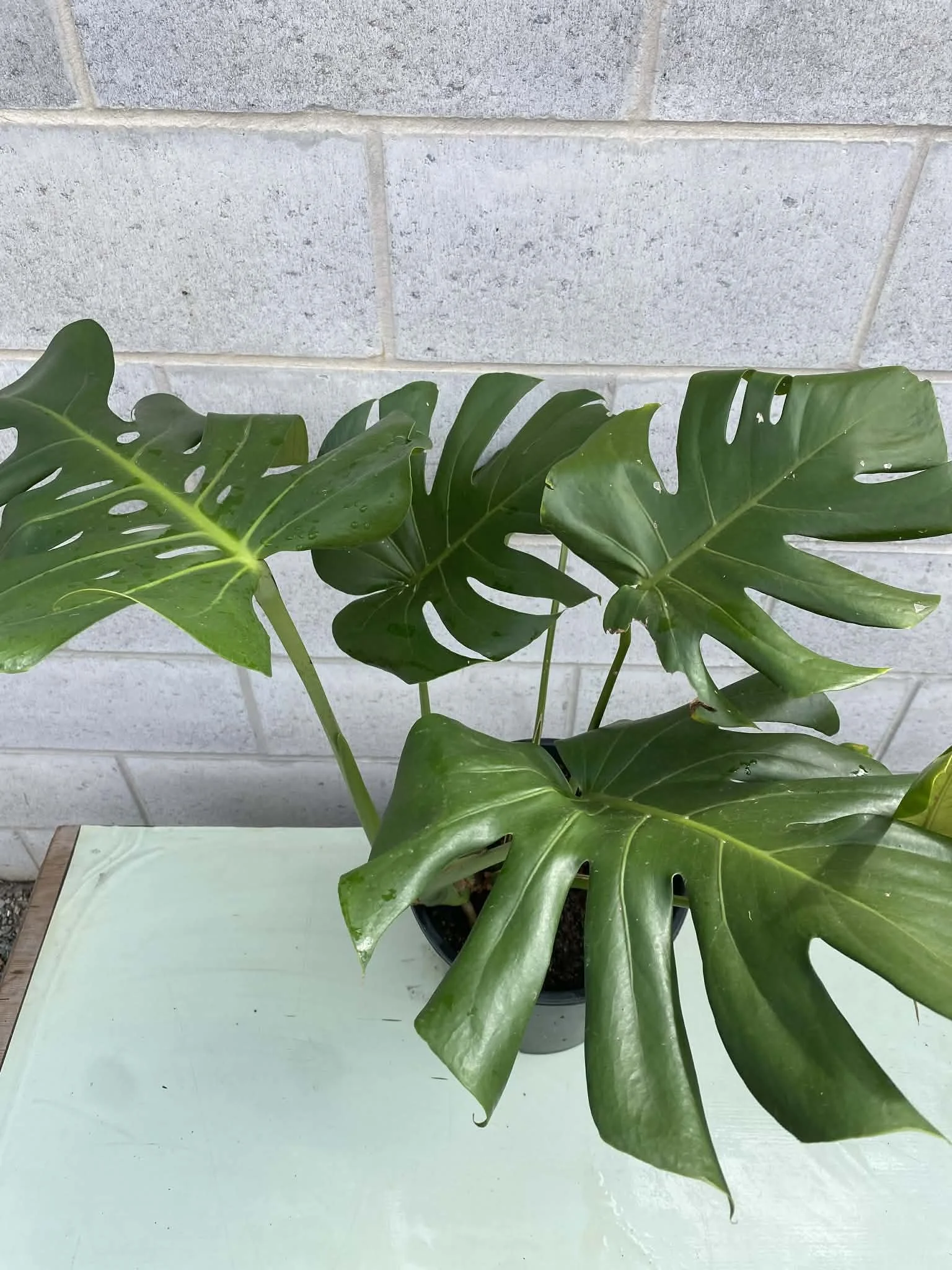 Monstera deliciosa 'swiss cheese plant'  (2).jpg