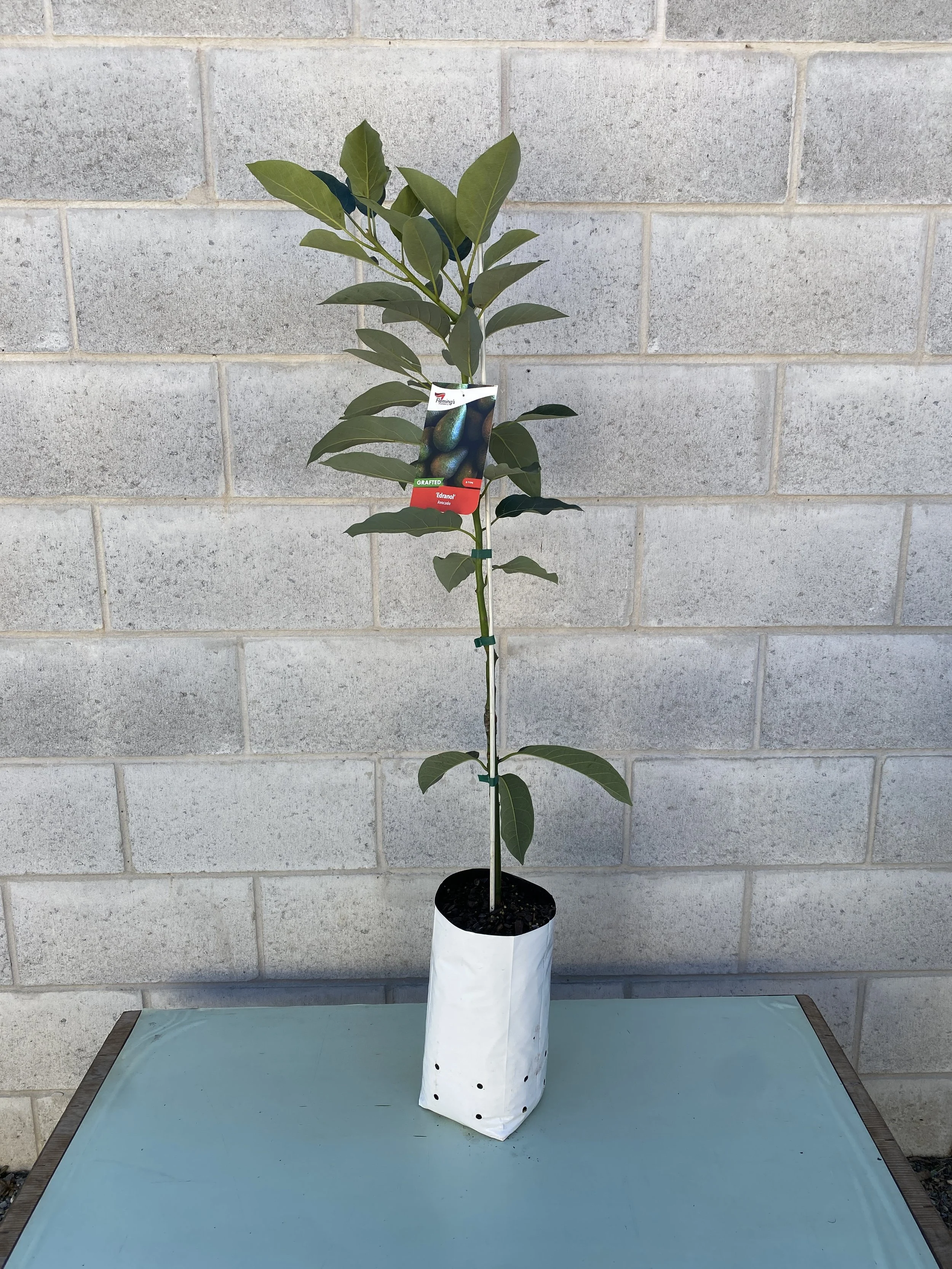 Avocado 'Edranol' 5L.jpg