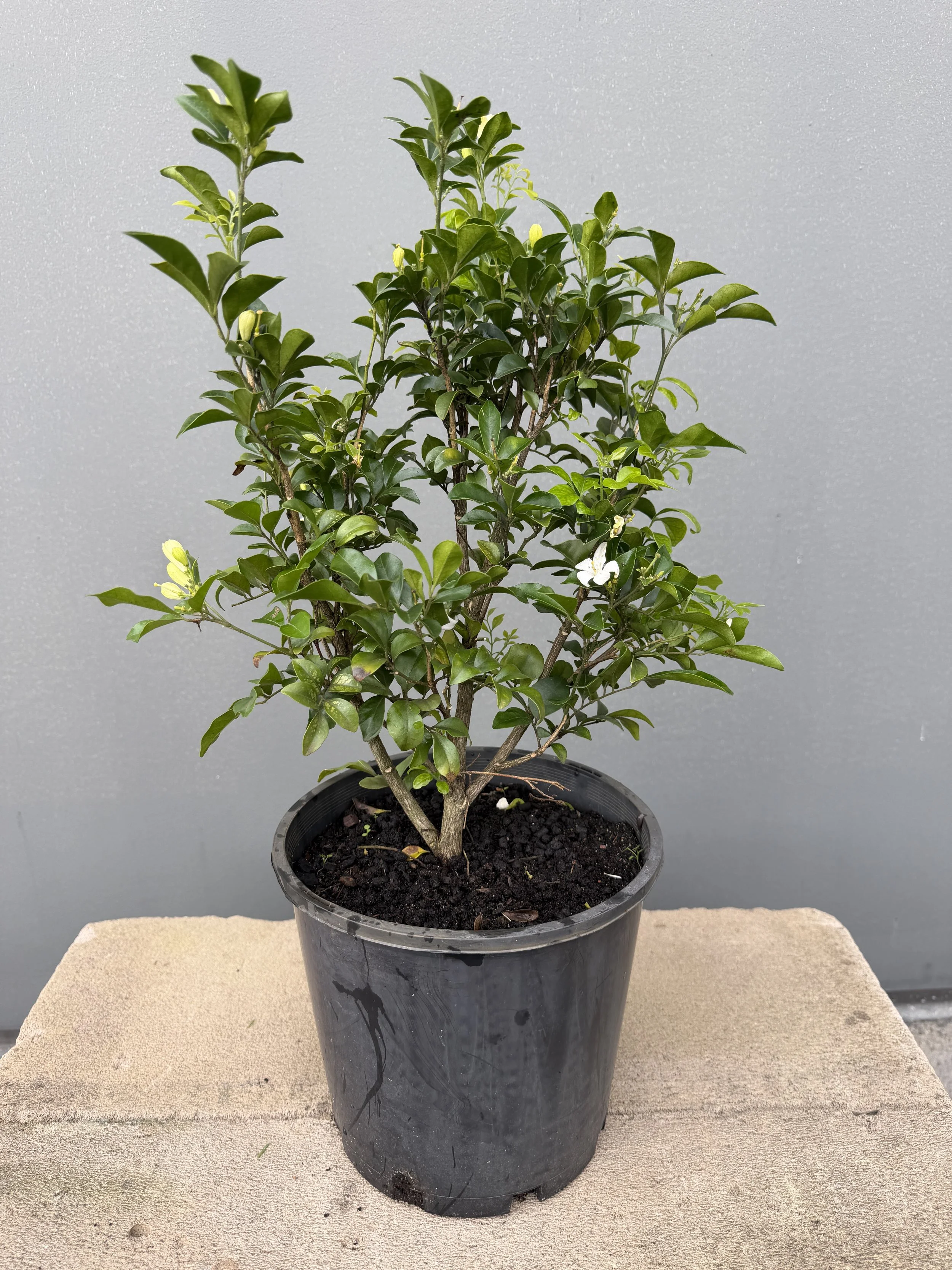 Murraya paniculata 200mm.JPG
