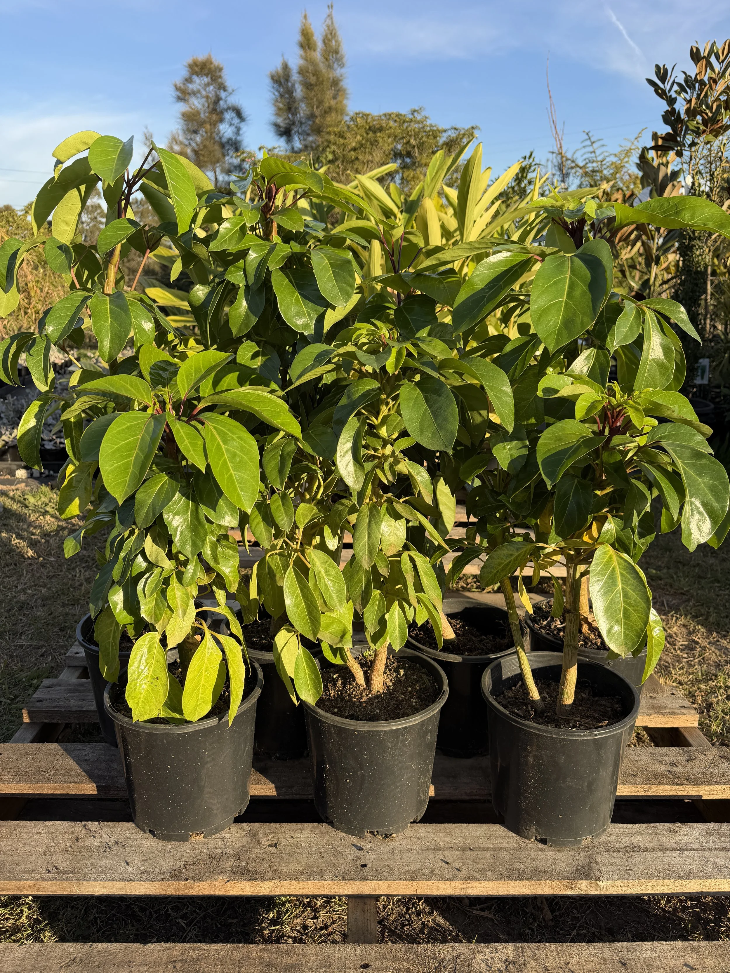 Schefflera actinophylla 'Amate' (Umbrella Tree)