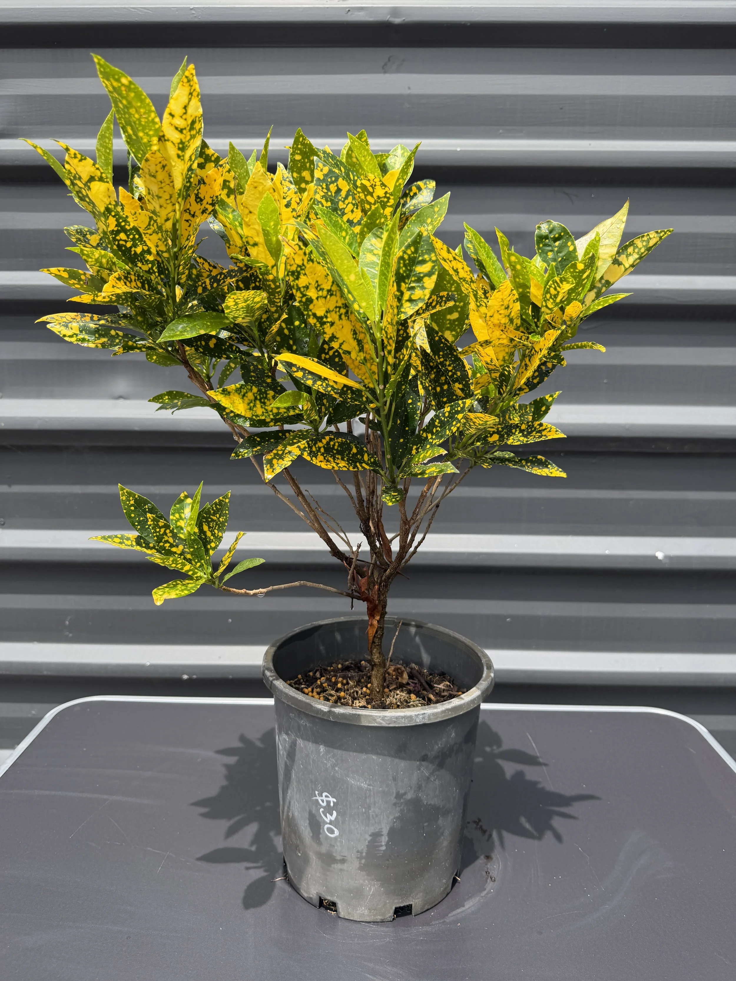 Codiaeum variegatum 'Gold Dust' (Croton) 200mm