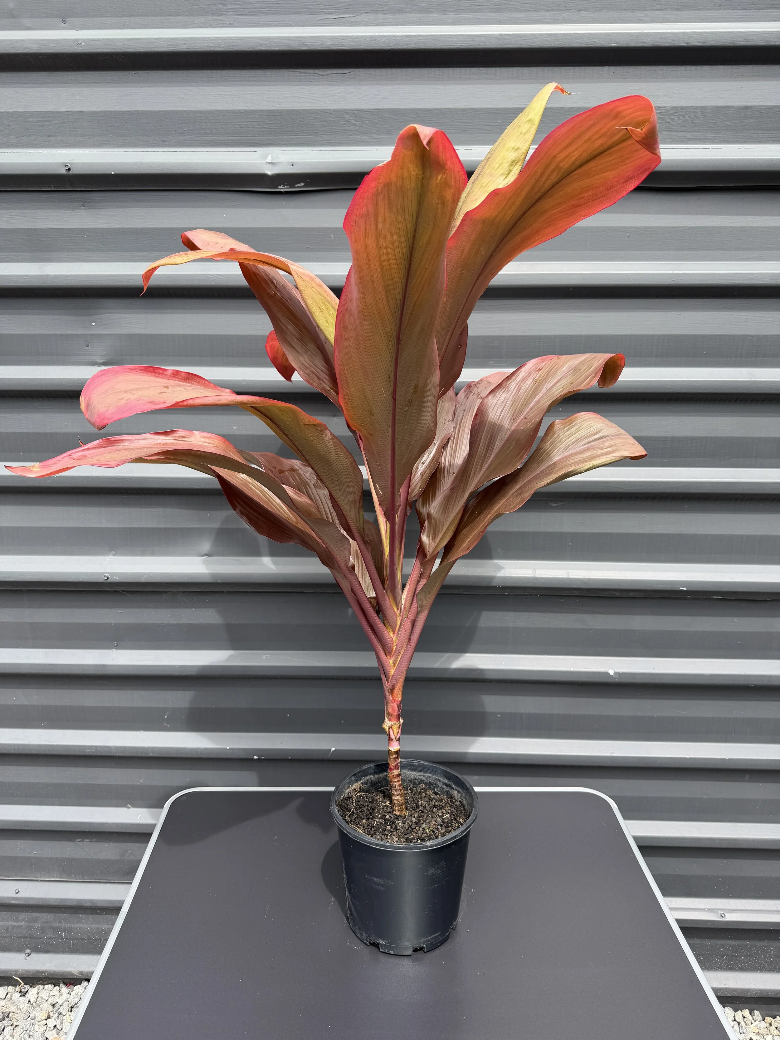 Cordyline ‘Peter Buck’ 200mm