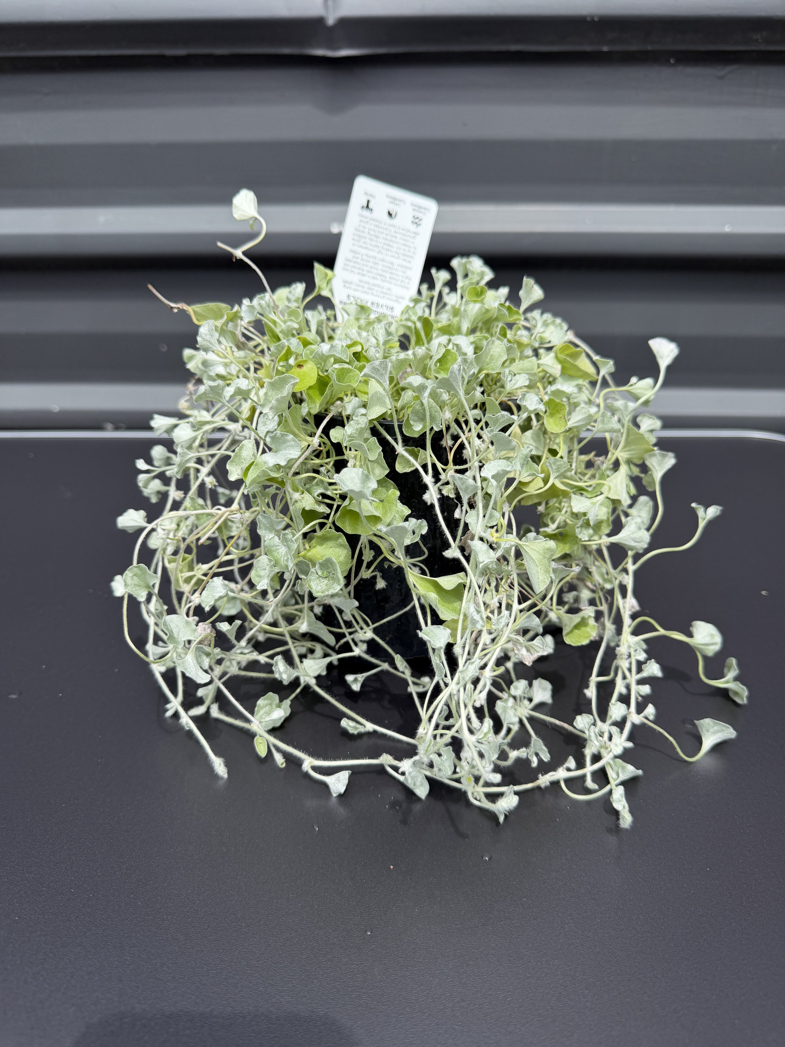 Dichondra ‘Silver Falls’ 140mm