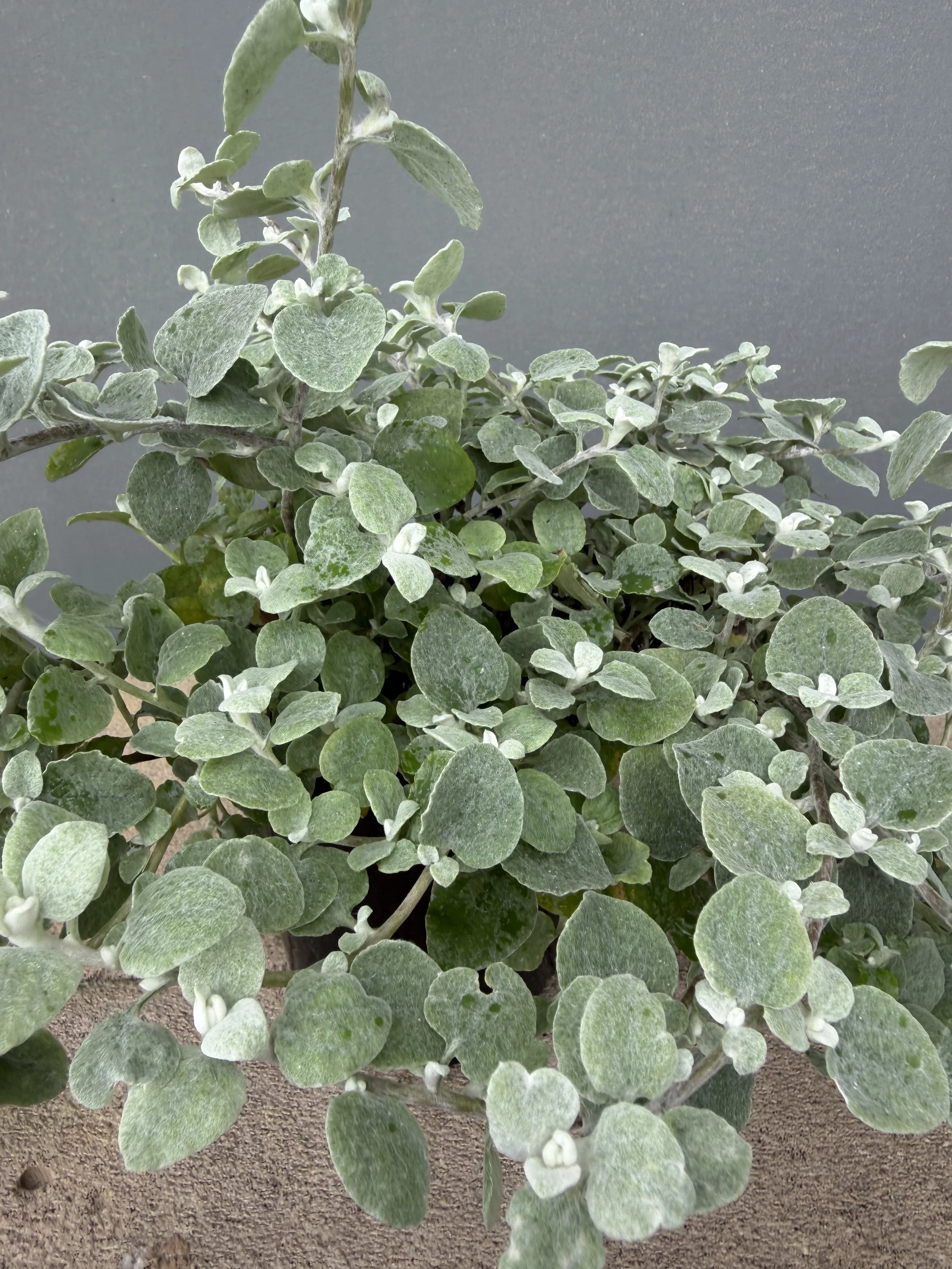 Licorice Plant 200mm (1).JPG