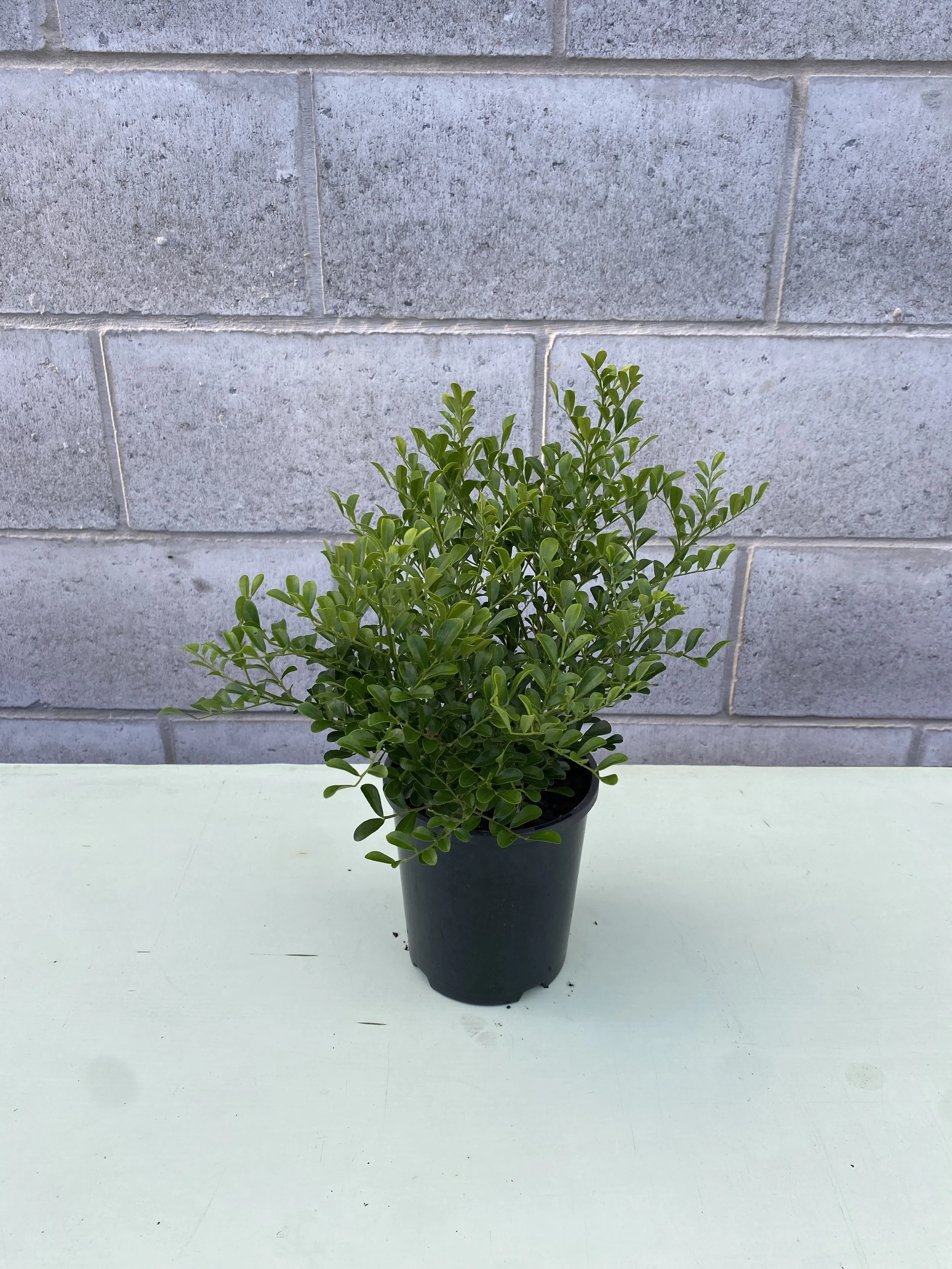 Buxus microphylla (Japanese Box Hedge)