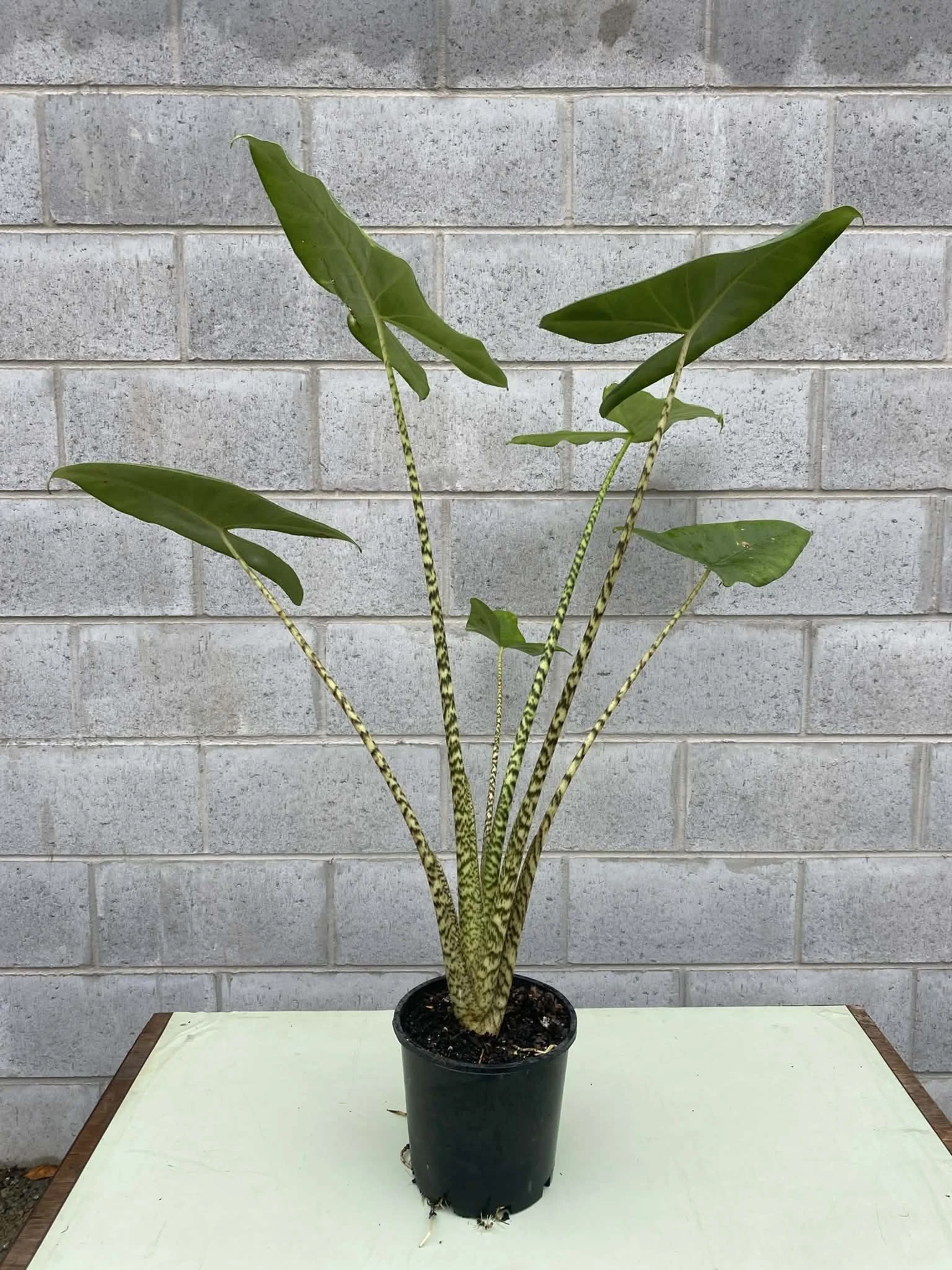 Alocasia ‘Zebrina’ (Striped Elephant Ear) 200mm