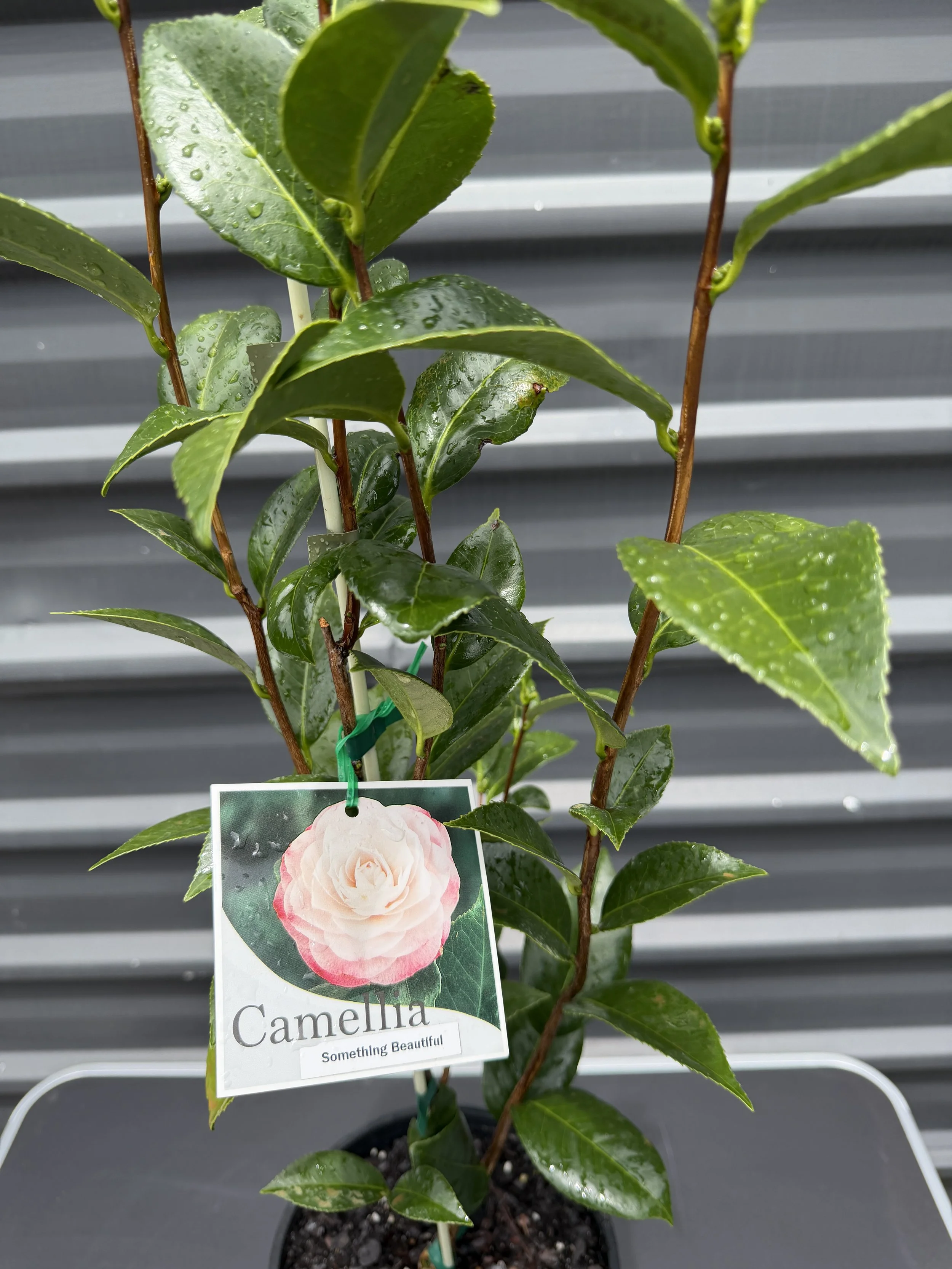 Camellia 'Something Beautiful' 200mm (1).JPG