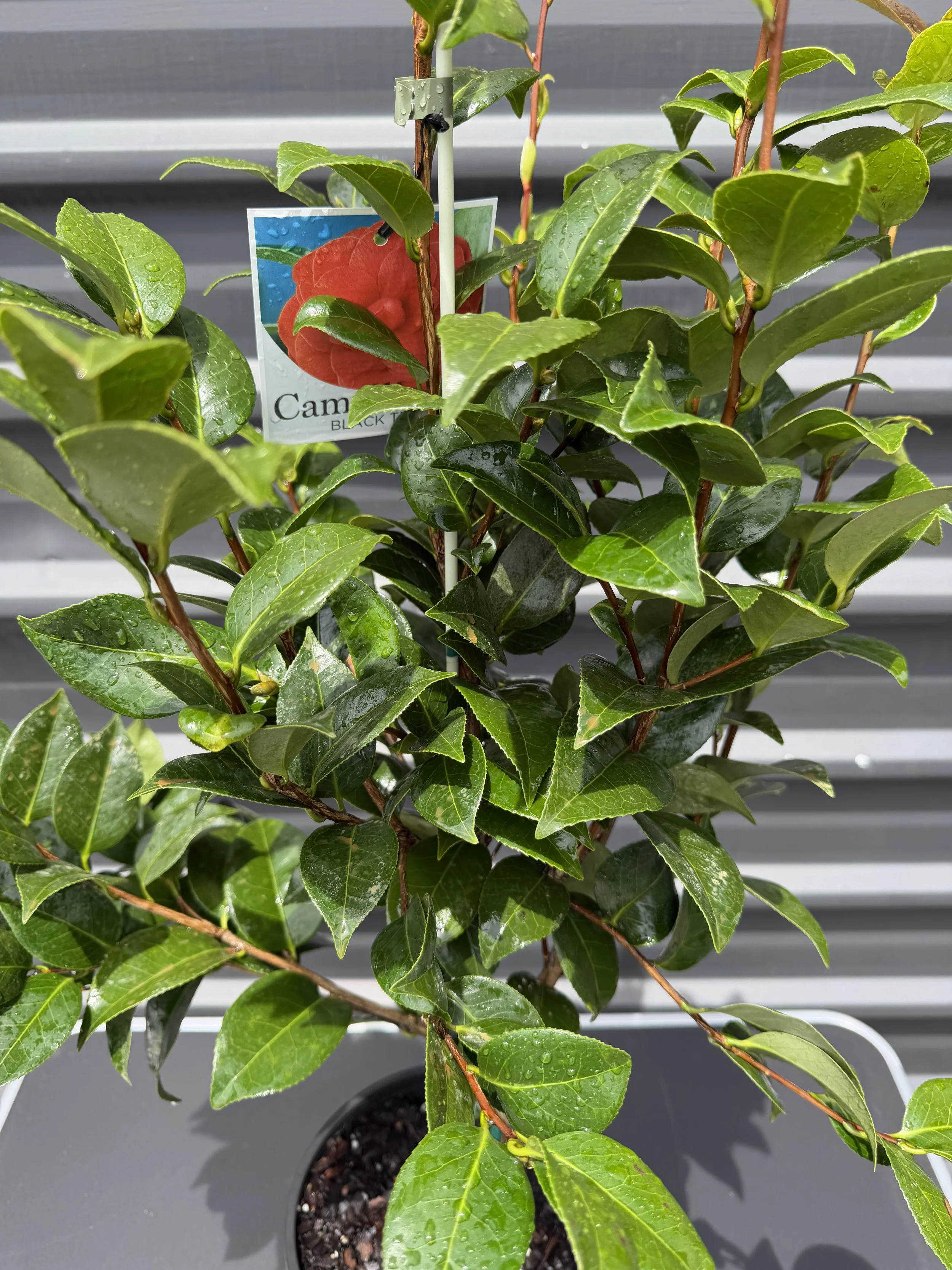 Camellia 'Black Tie' 200mm (1).JPG