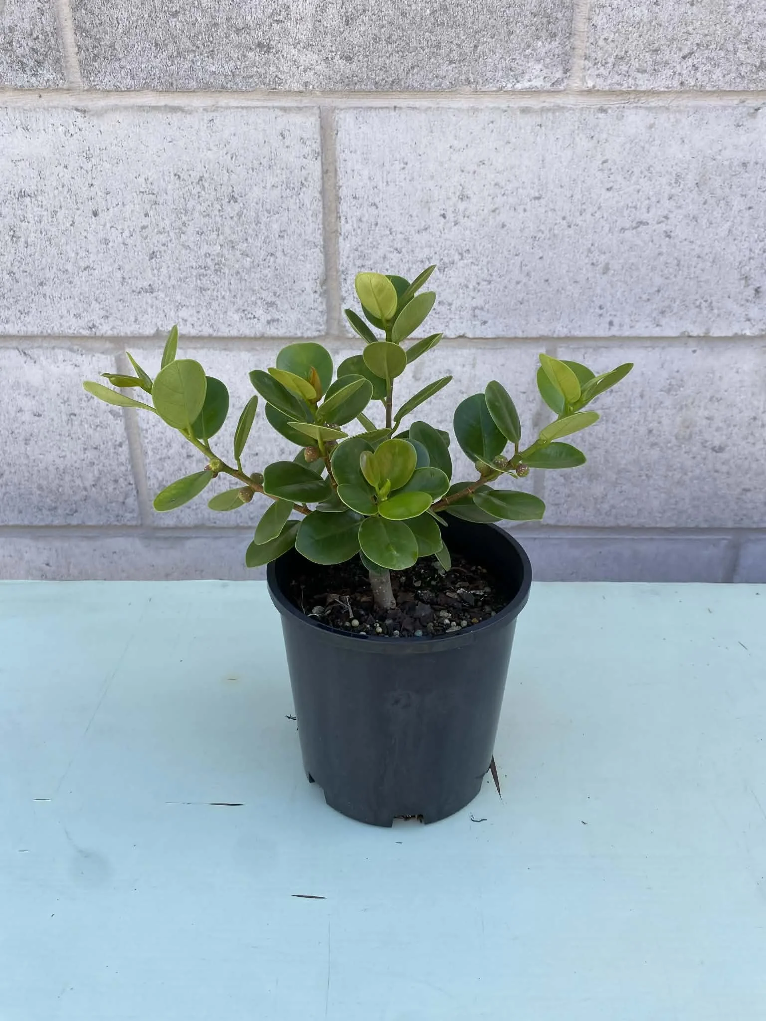 Ficus ‘Green Island'