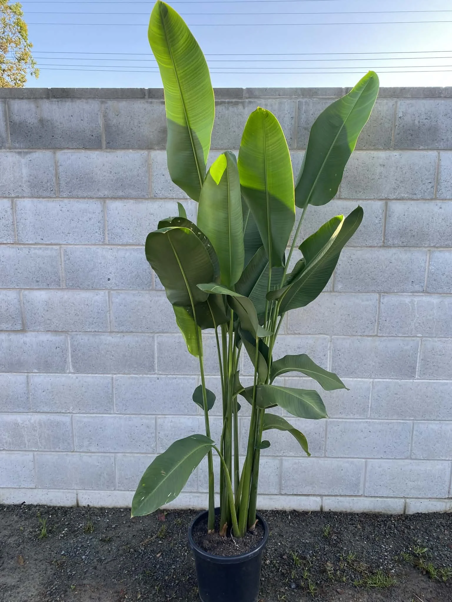 Heliconia 'rauliniana'